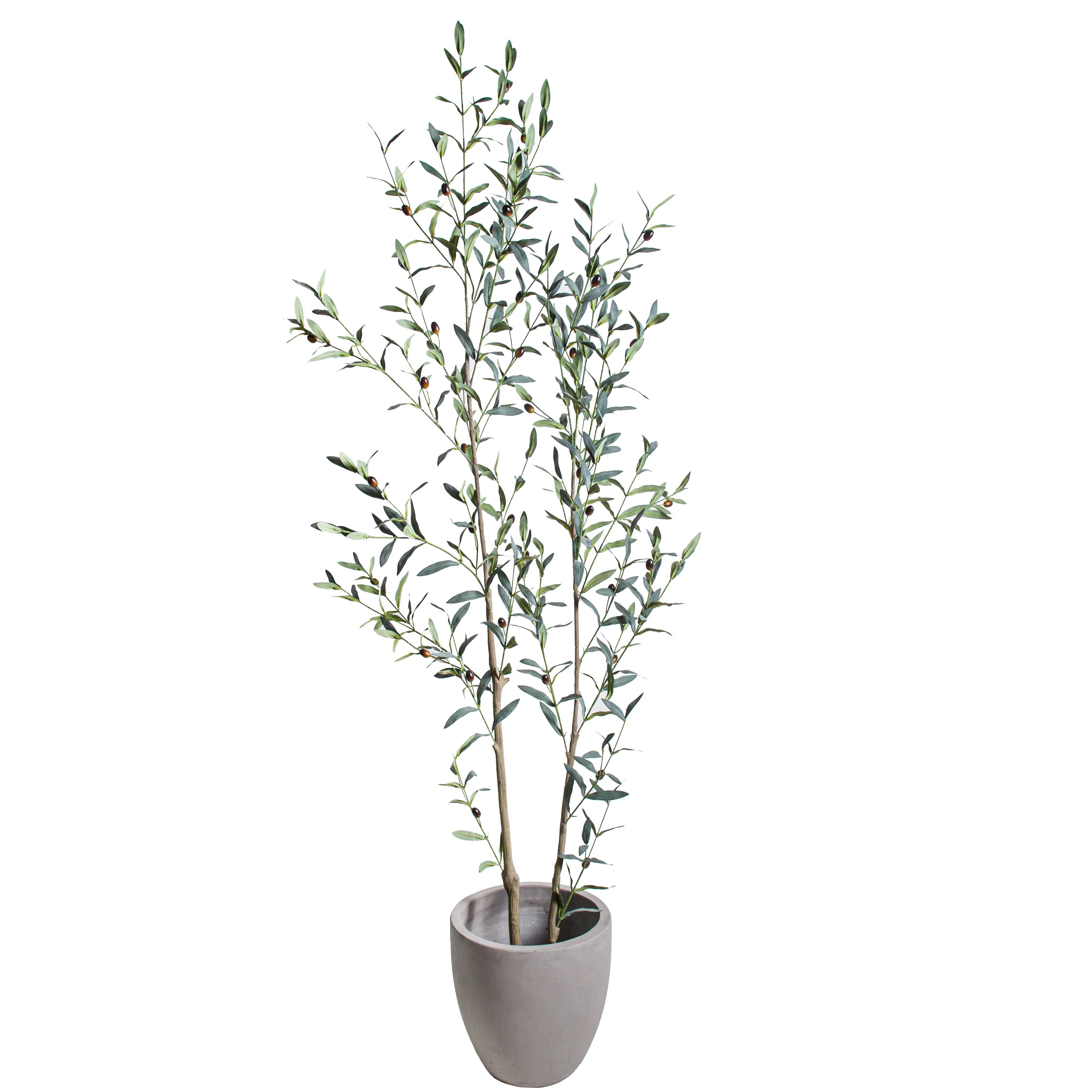 6' Olive Tree     FP1502 - Image 2