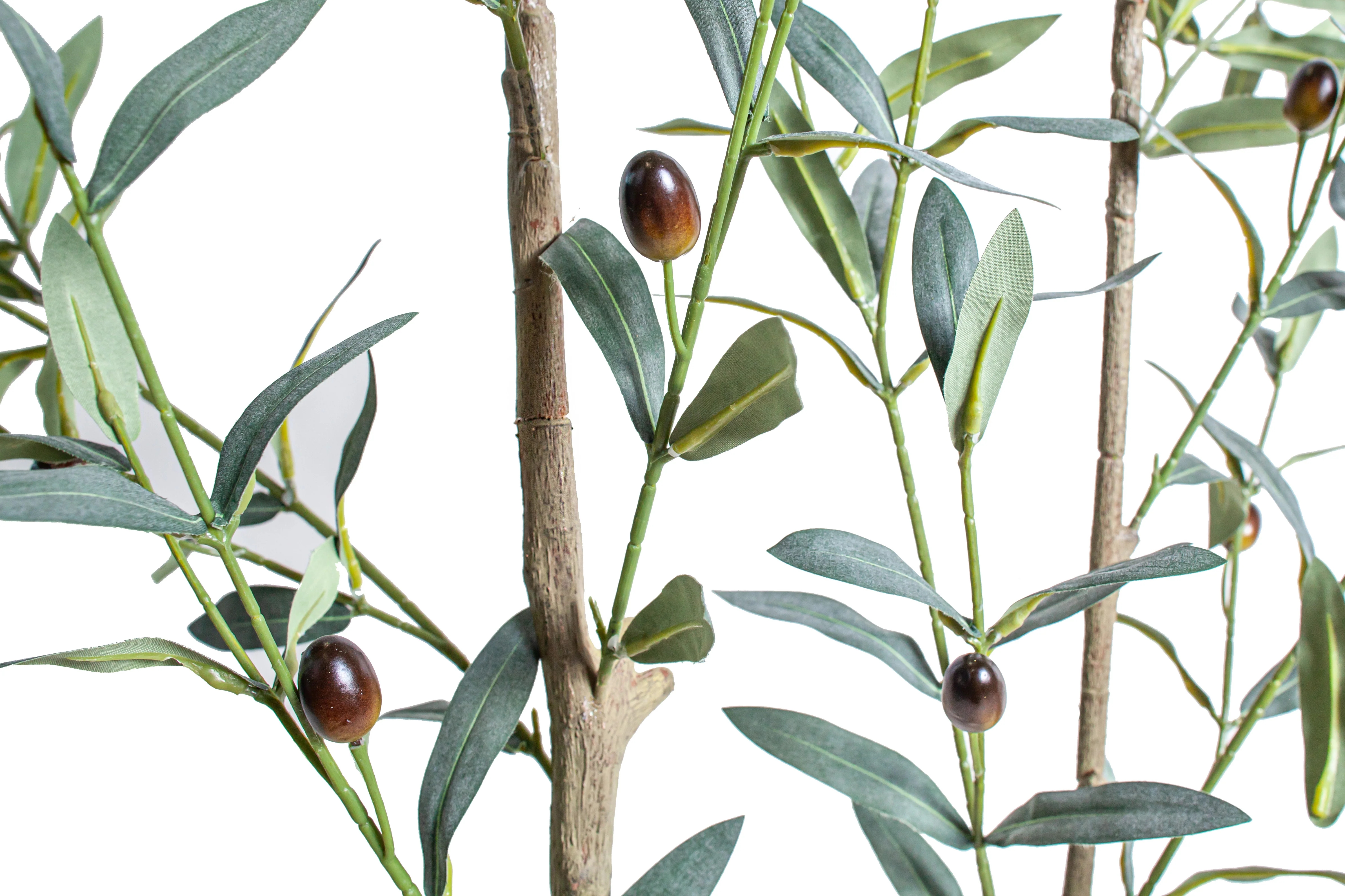 6' Olive Tree     FP1502 - Image 4