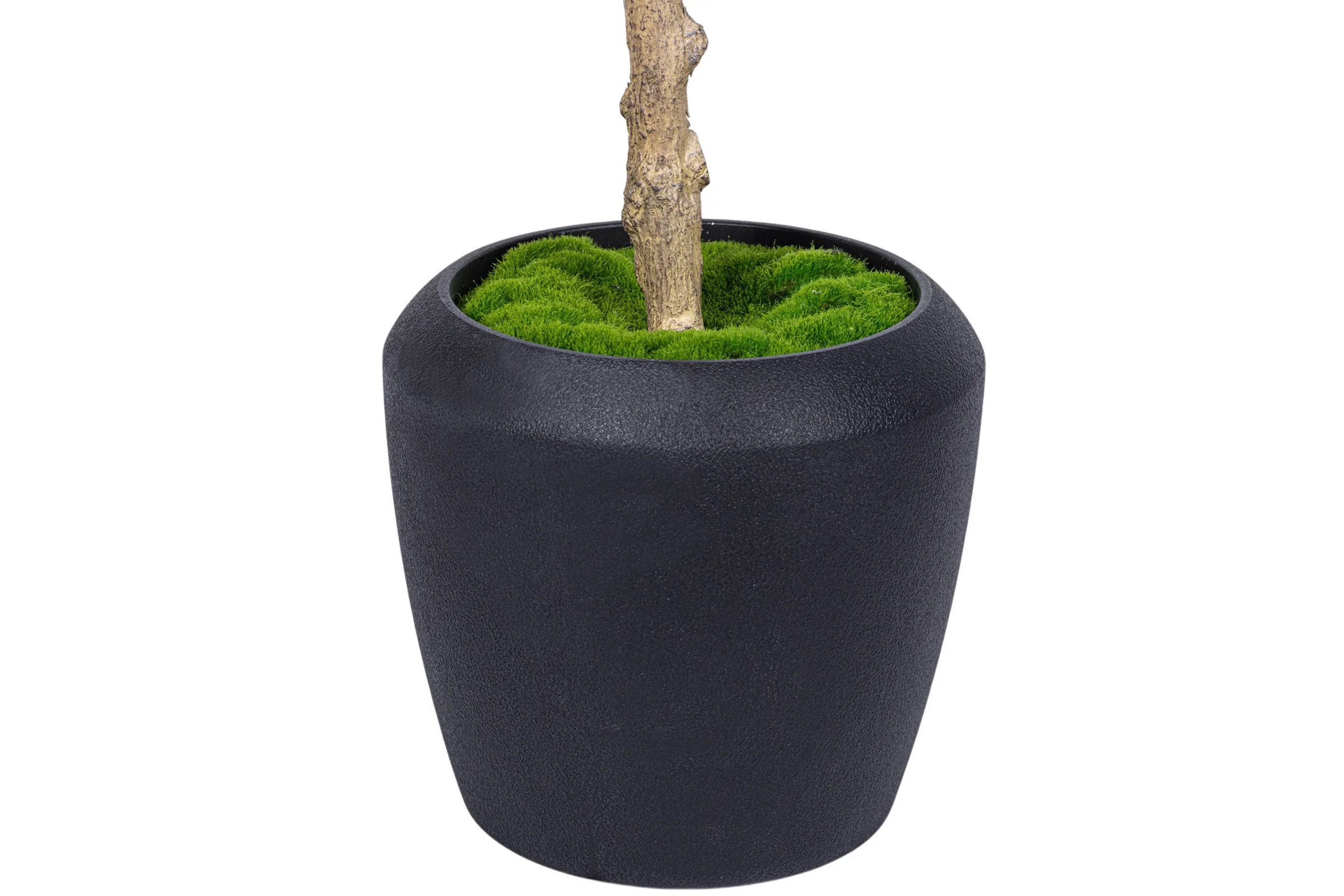 7' Olive Tree in Round Tapered Pot with Green Moss FP1442 - Image 3