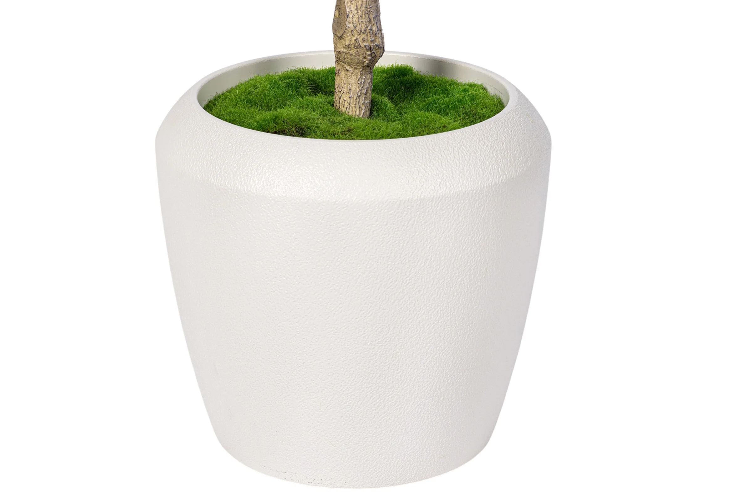 7' Olive Tree in Round Tapered Pot with Green Moss FP1442 - Image 4