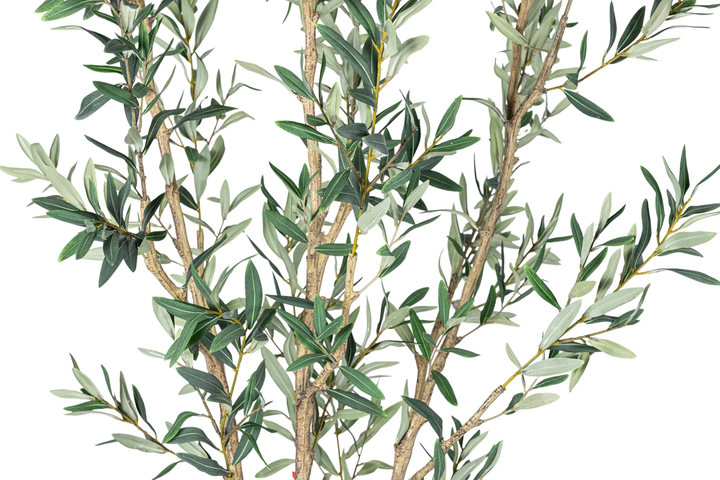 7' Olive Tree in Round Tapered Pot with Green Moss FP1442 - Image 5