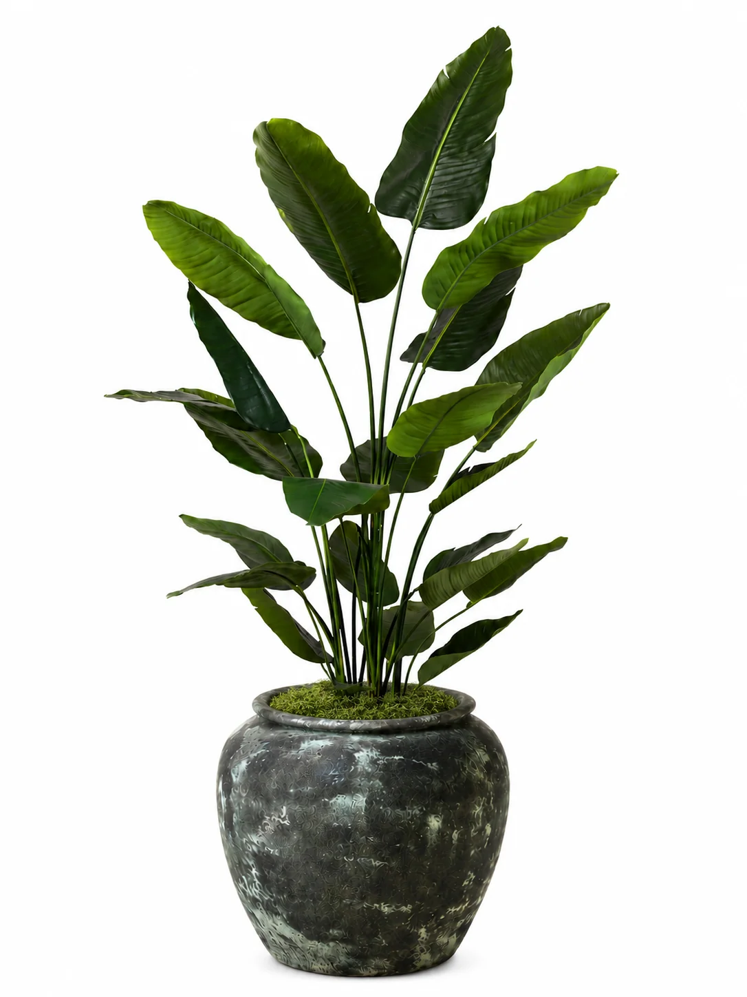 7' Bird of Paradise in Venus Planter with Mood Moss PC1424CN1380