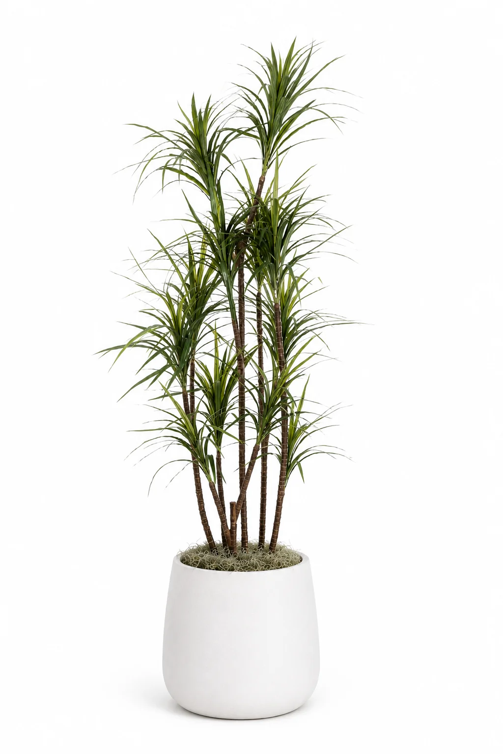 7.5' Dracaena in Large Cooper Planter PC1213CN1419LGSM