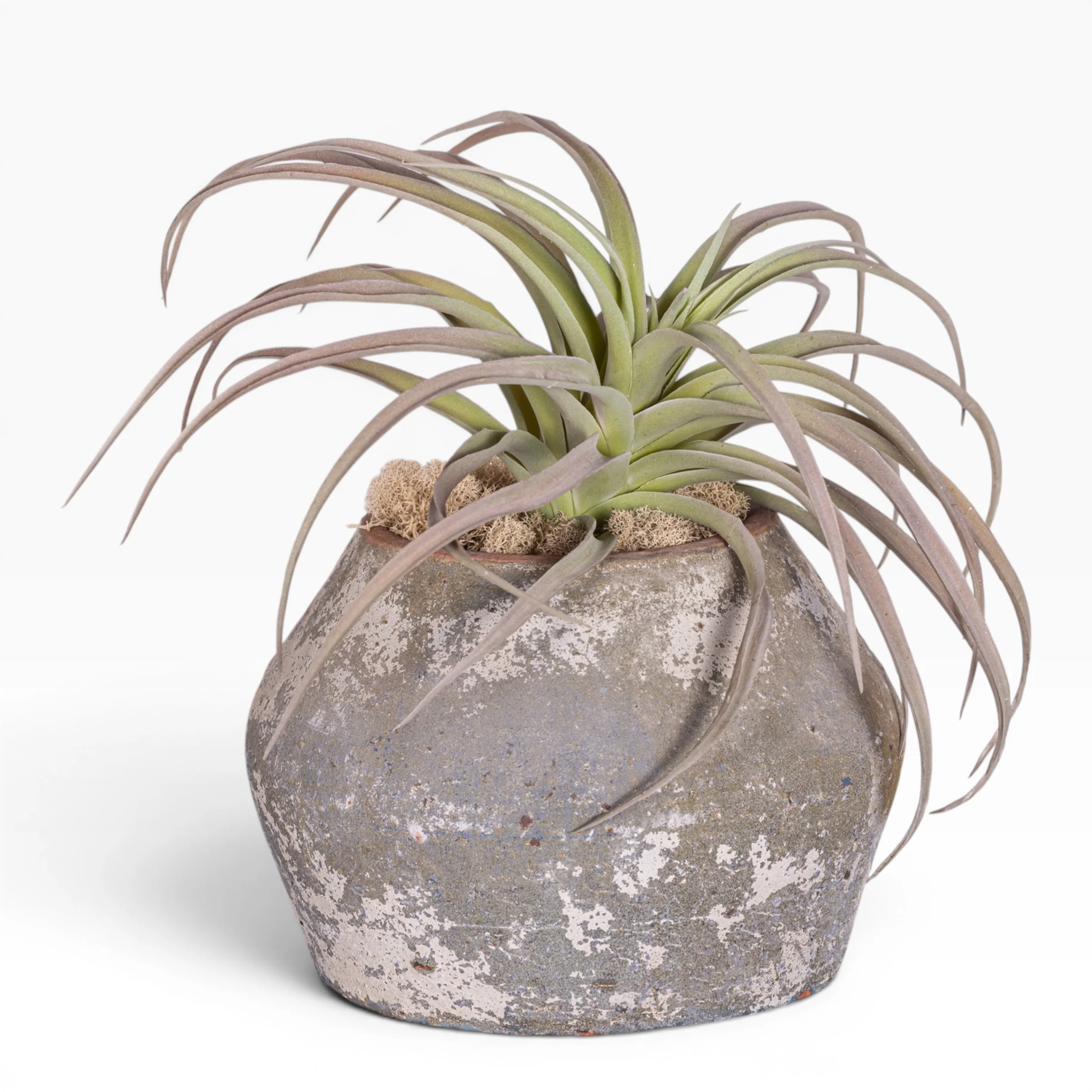 7" Bodie Pot with Airplant Arrangement AR1538