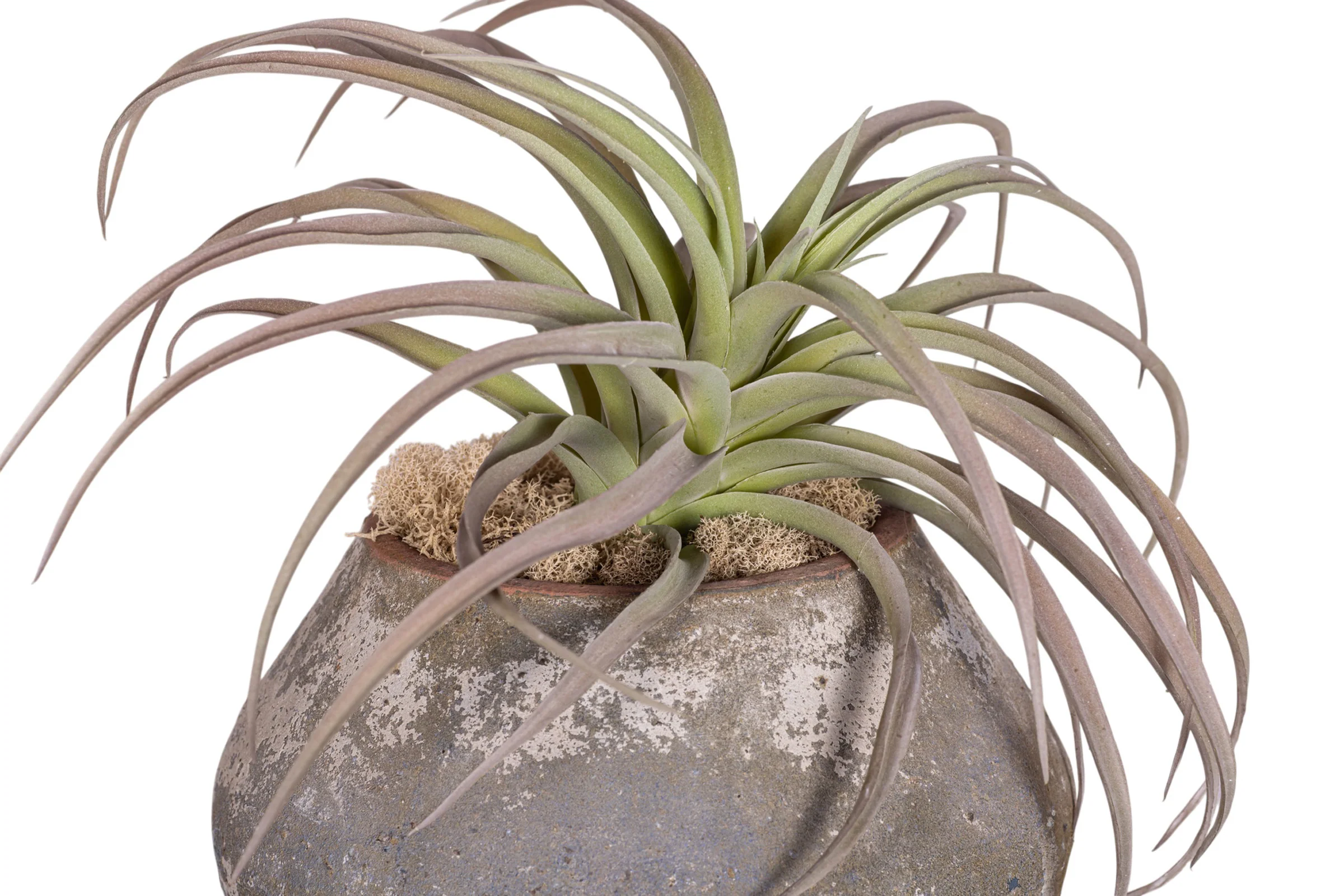 7" Bodie Pot with Airplant Arrangement AR1538 - Image 3