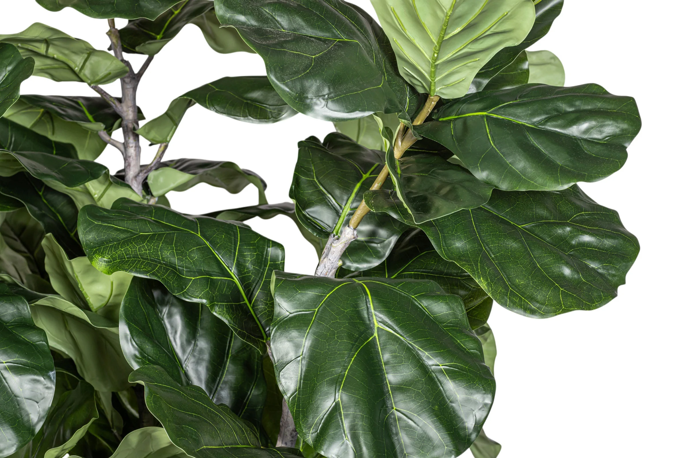 7.5' Fiddle Leaf Fig Tree in Round Tapered Pot with Green Moss FP1419 - Image 3