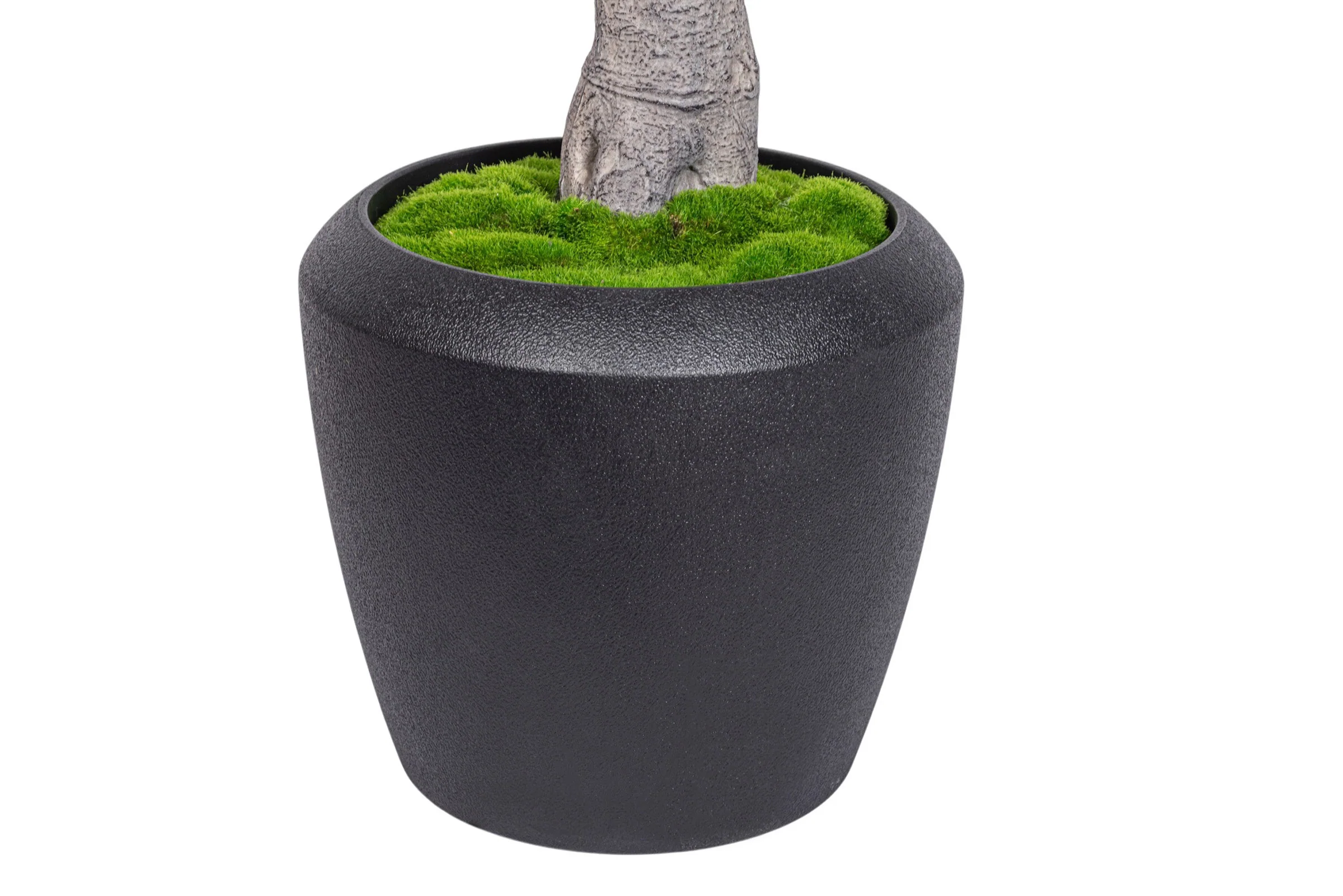 7.5' Fiddle Leaf Fig Tree in Round Tapered Pot with Green Moss FP1419 - Image 4