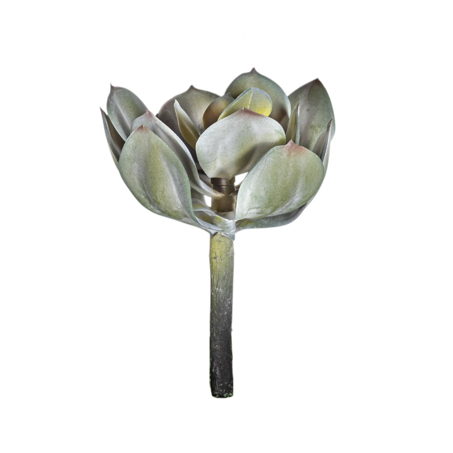 7" Houseleek - UV Treated SF1126UV