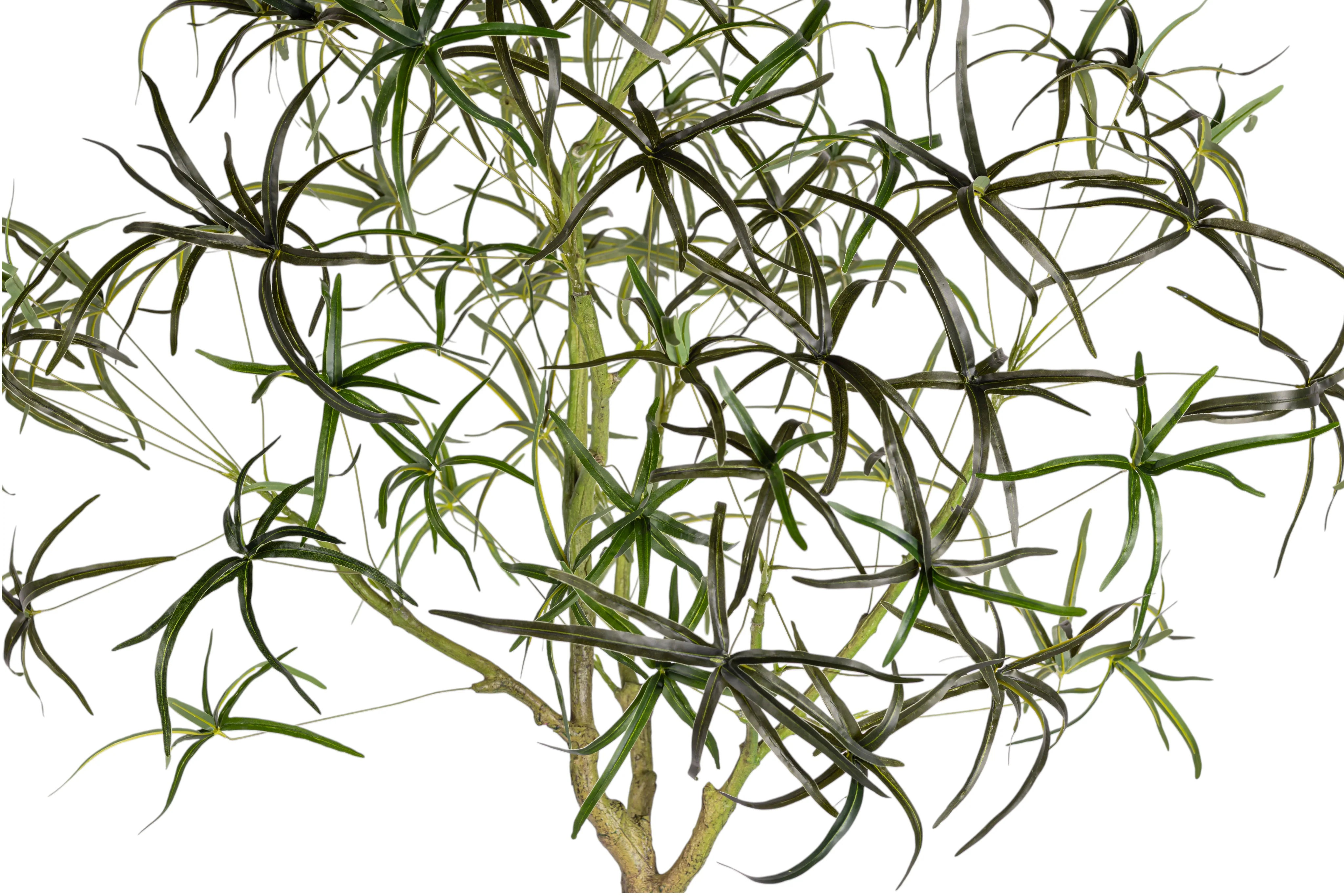 7' Queensland Bottle Tree FP1436 - Image 3