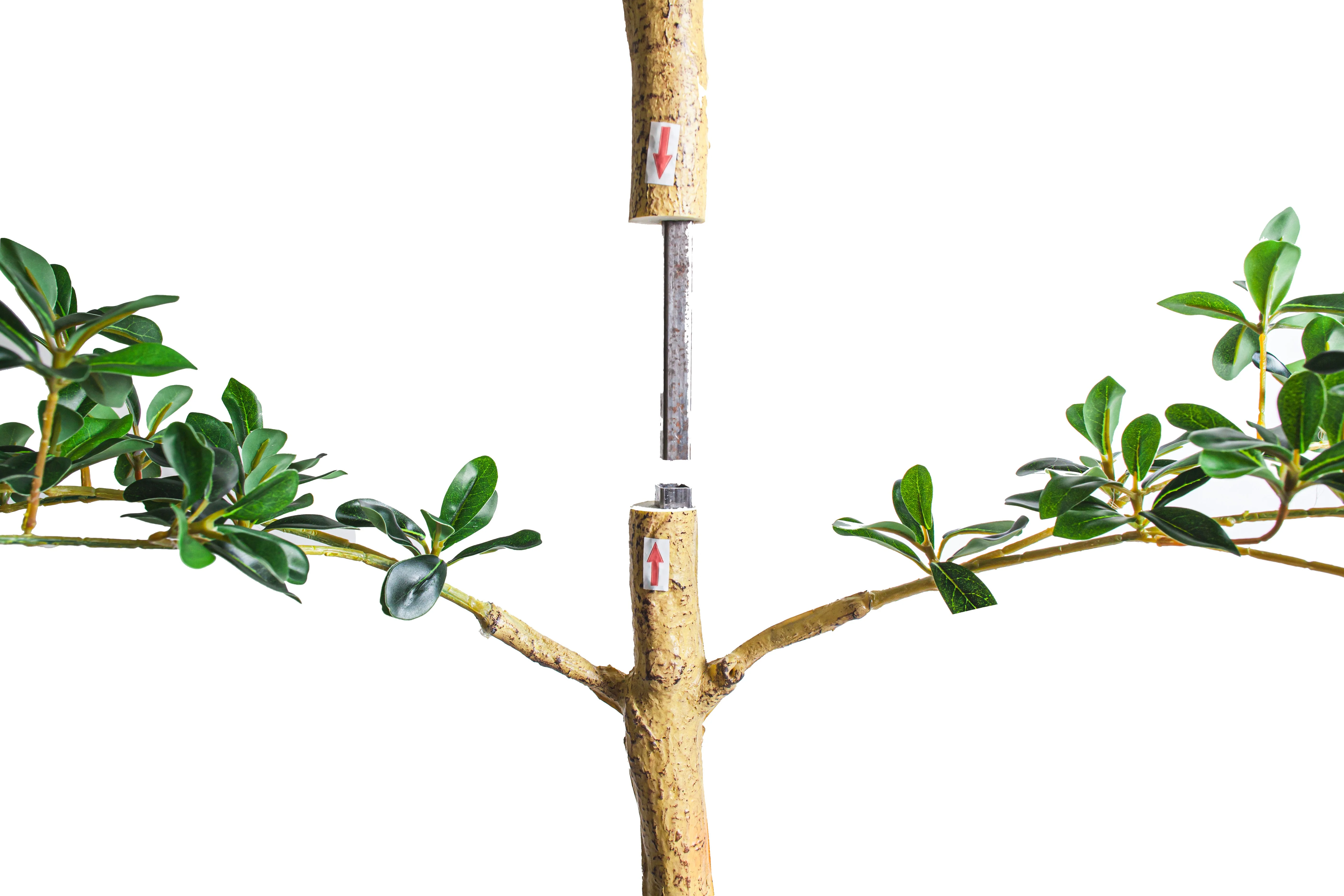 8' Shady Lady Black Olive Tree     FP1447 - Image 3