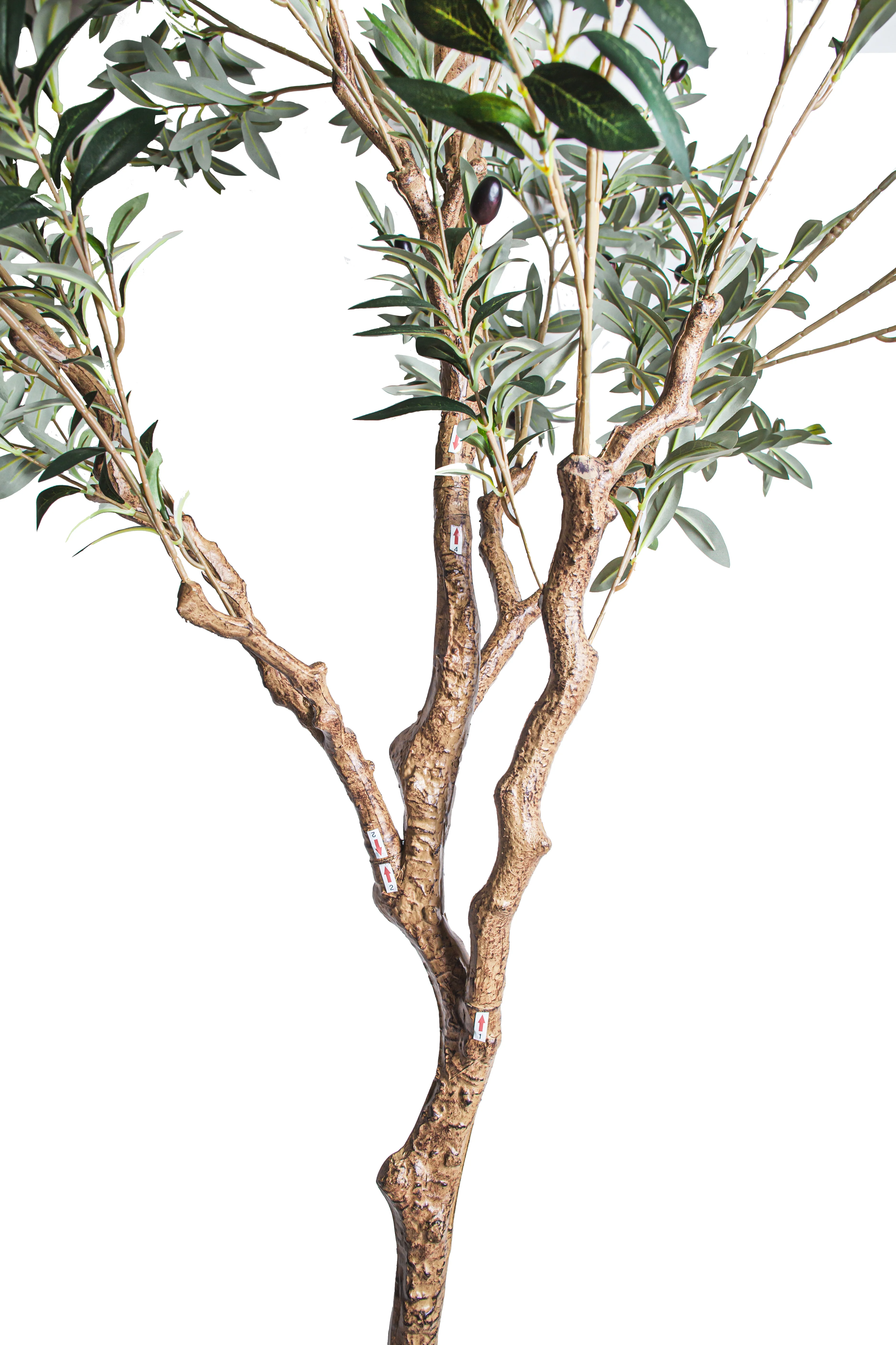8' Crooked Trunk Olive Tree FP1503 - Image 2