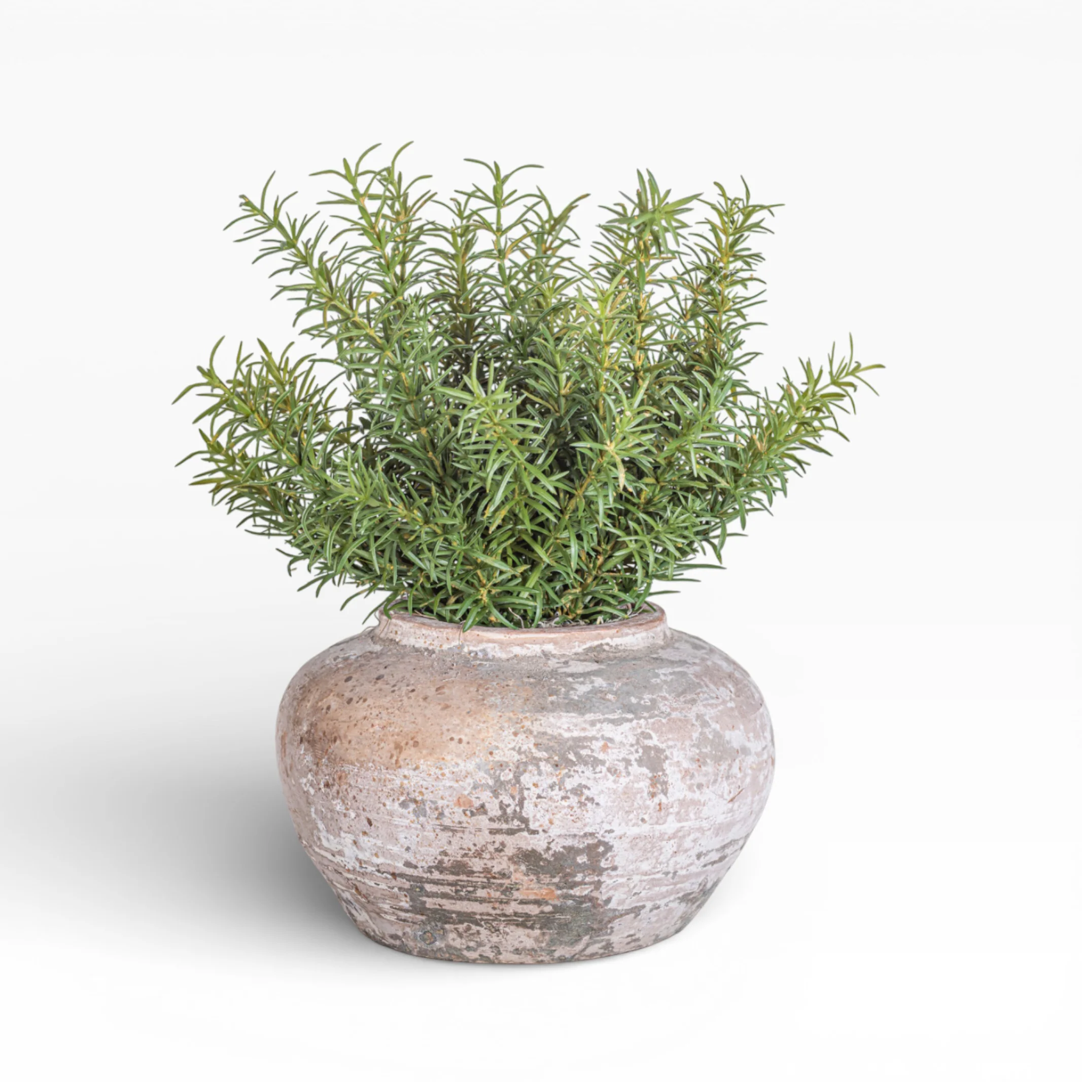8" Esther Pot with Rosemary Arrangement AR1468