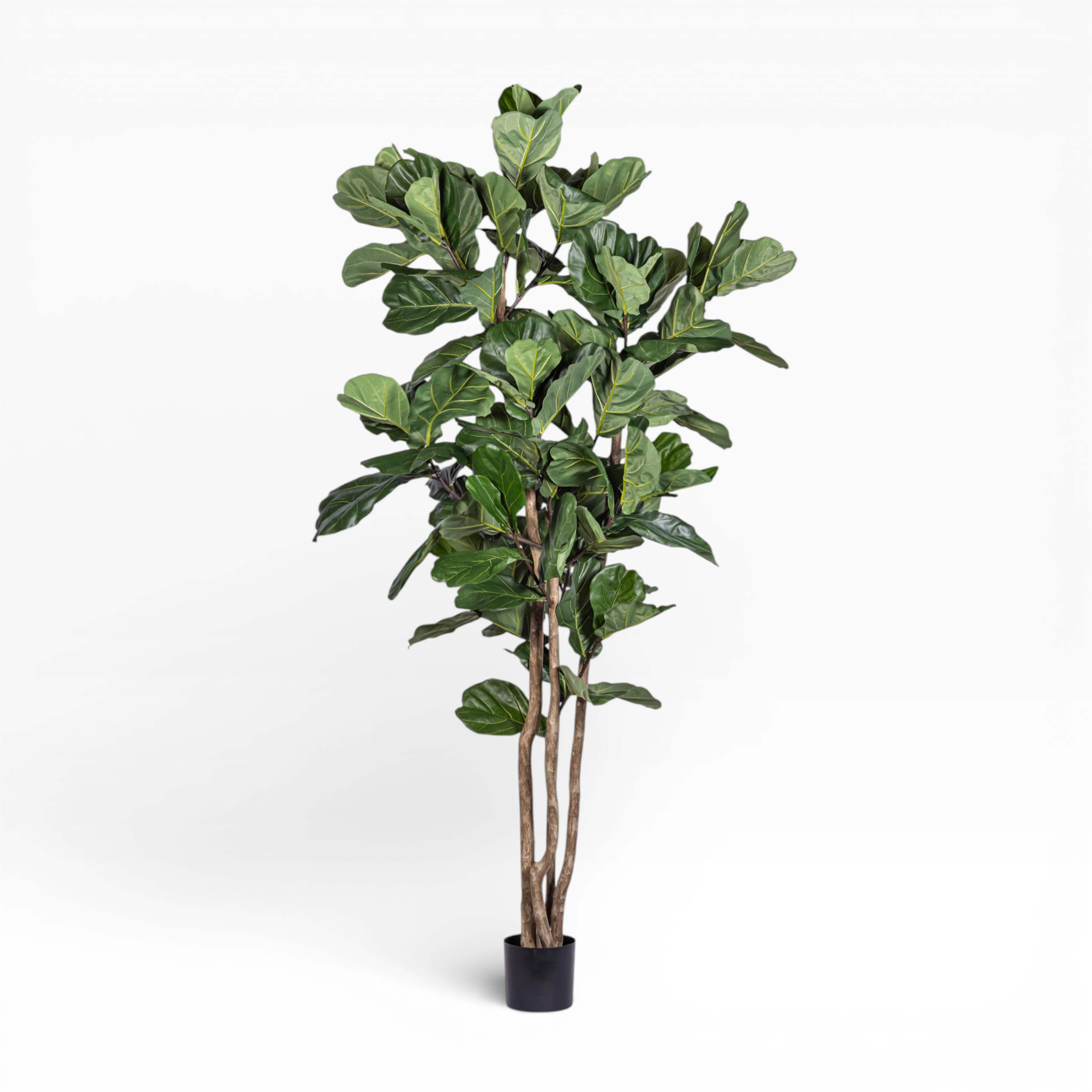8' Fiddle Leaf Fig in Sable Planter PC1401CN1436 - Image 2