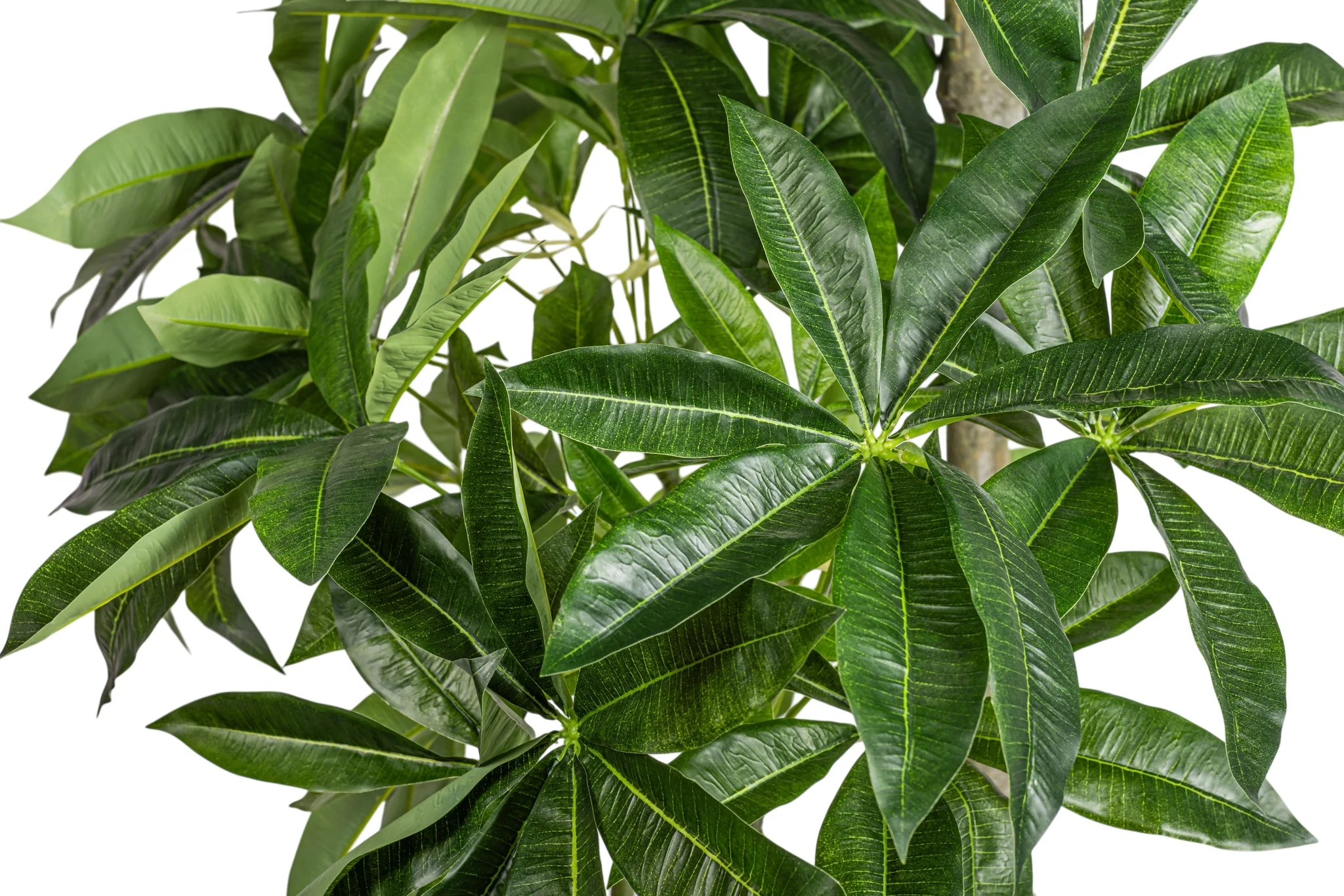 8' Money Tree FP1476 - Image 3