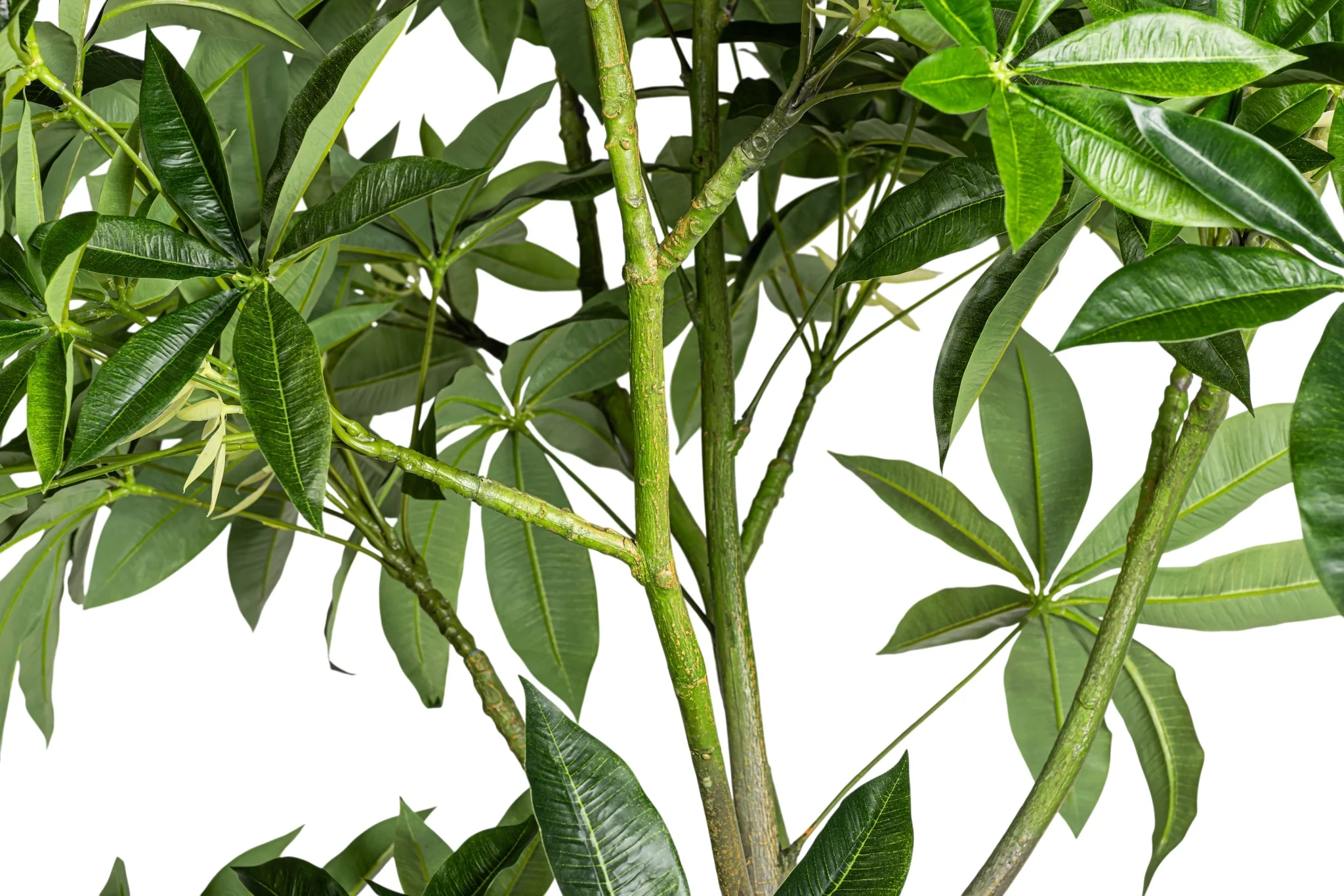 8' Money Tree FP1476 - Image 4
