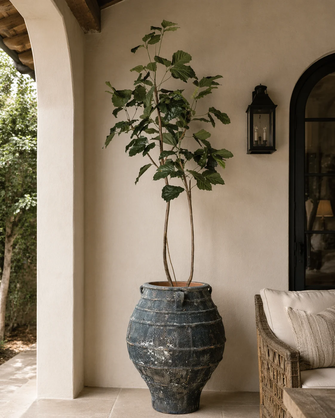 9' Mulberry Tree FP1431 - Image 2