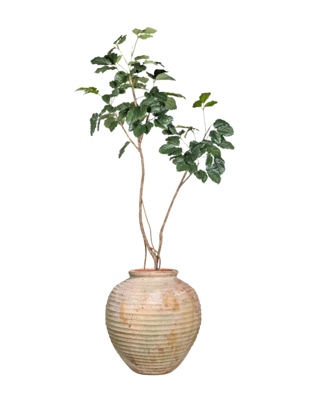 9' Mulberry Tree in Palmer Planter PC1431CN1441