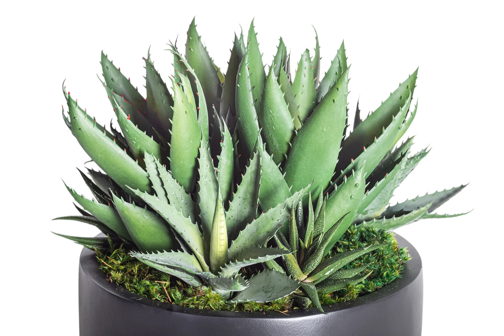 12" Ryker Bowl with Mixed Aloe Arrangement AR1192 - Image 2