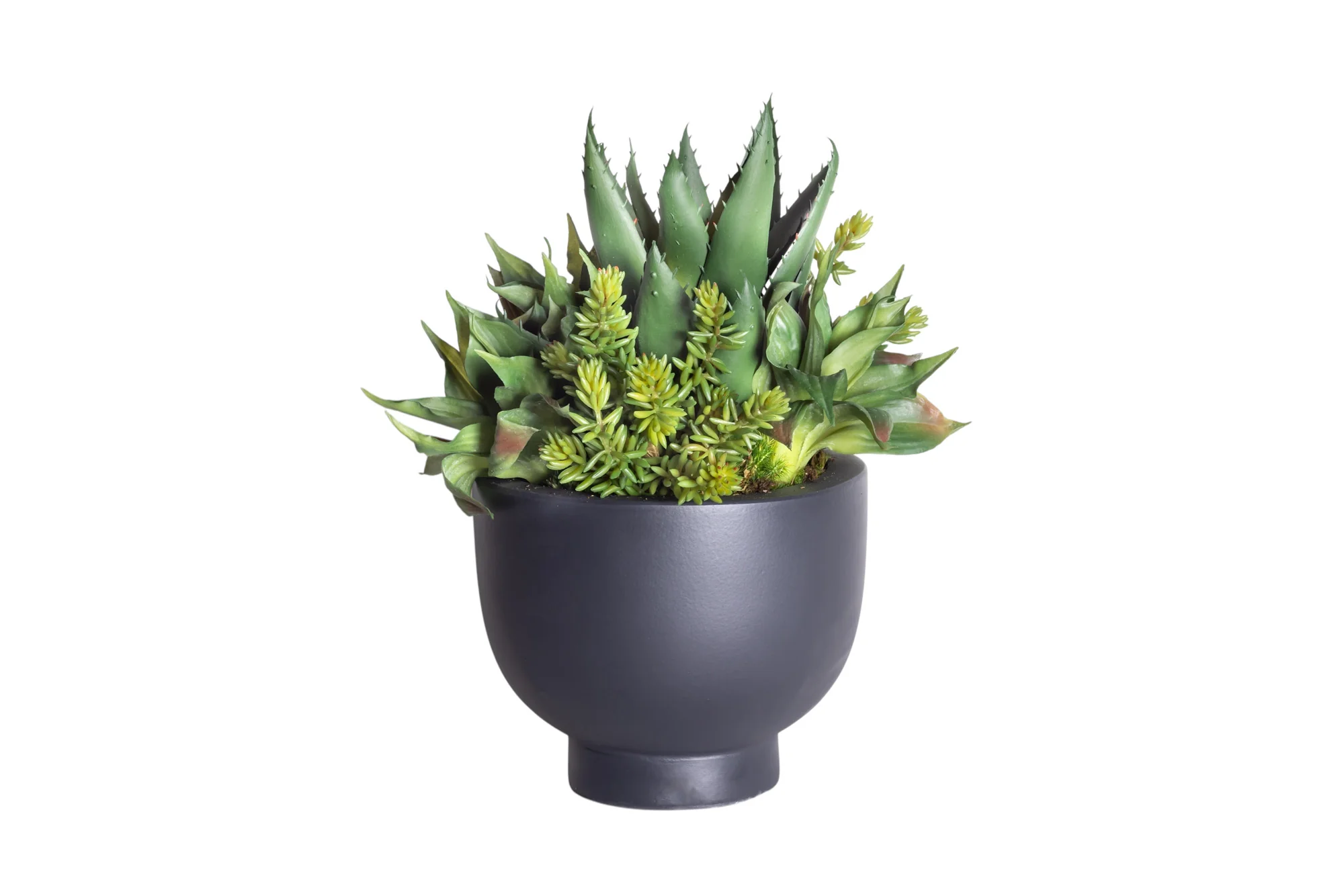 9" Black Mack Compote with Mixed Succulent Arrangement AR1239 - Image 3