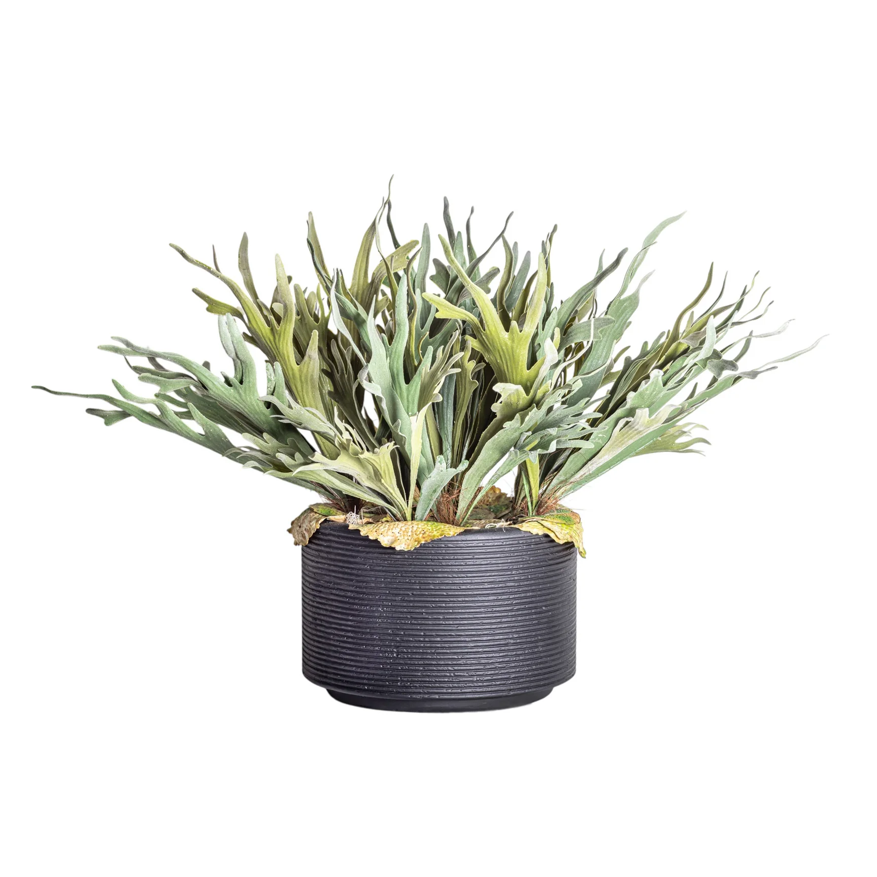 Nyah Planter with Staghorn Fern Arrangement AR1274