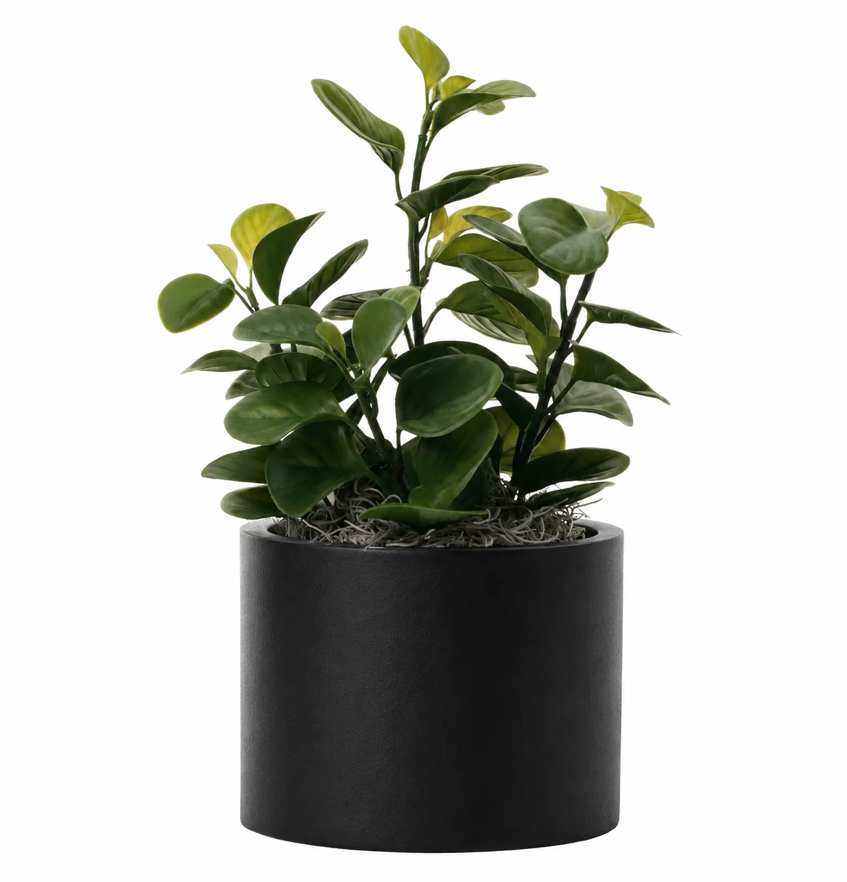 6” Harley Pot with Lily Leaf Plant AR1282 - Image 2