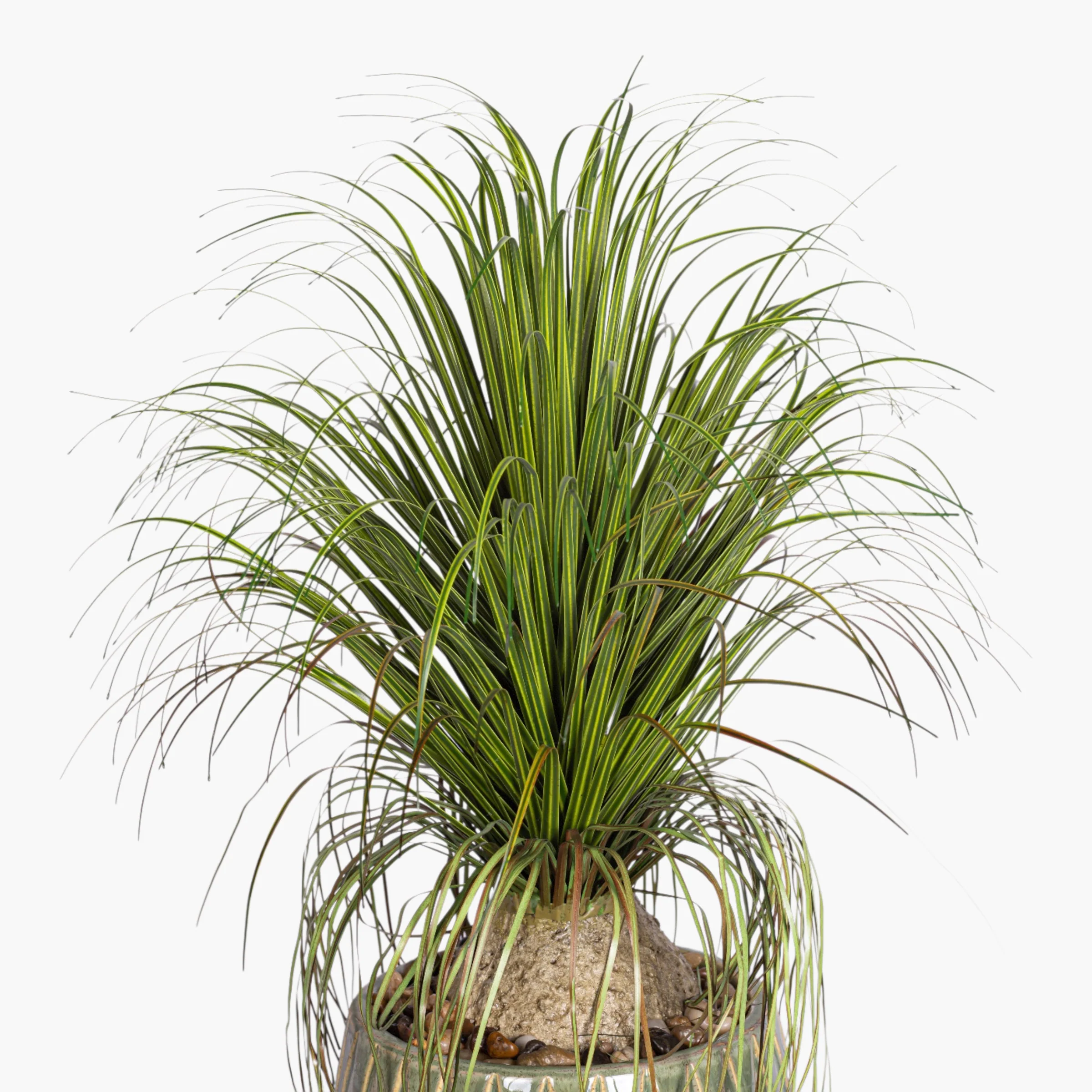 Jade Planter with Ponytail Palm Arrangement AR2008 - Image 2