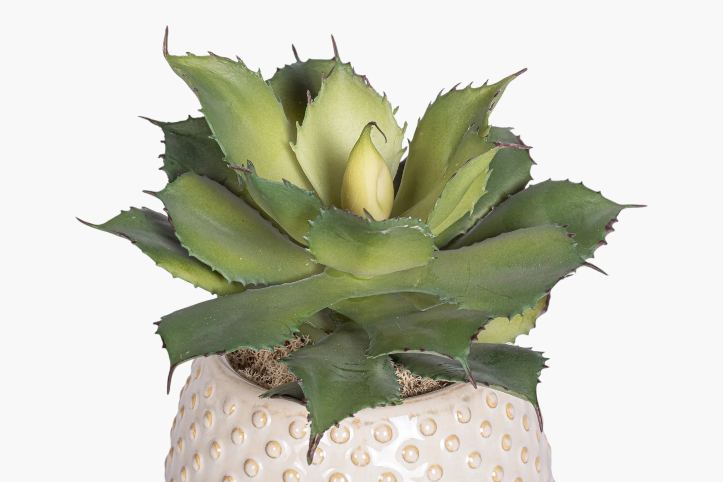 Ainsley Pot with Succulent Arrangement AR2013 - Image 2