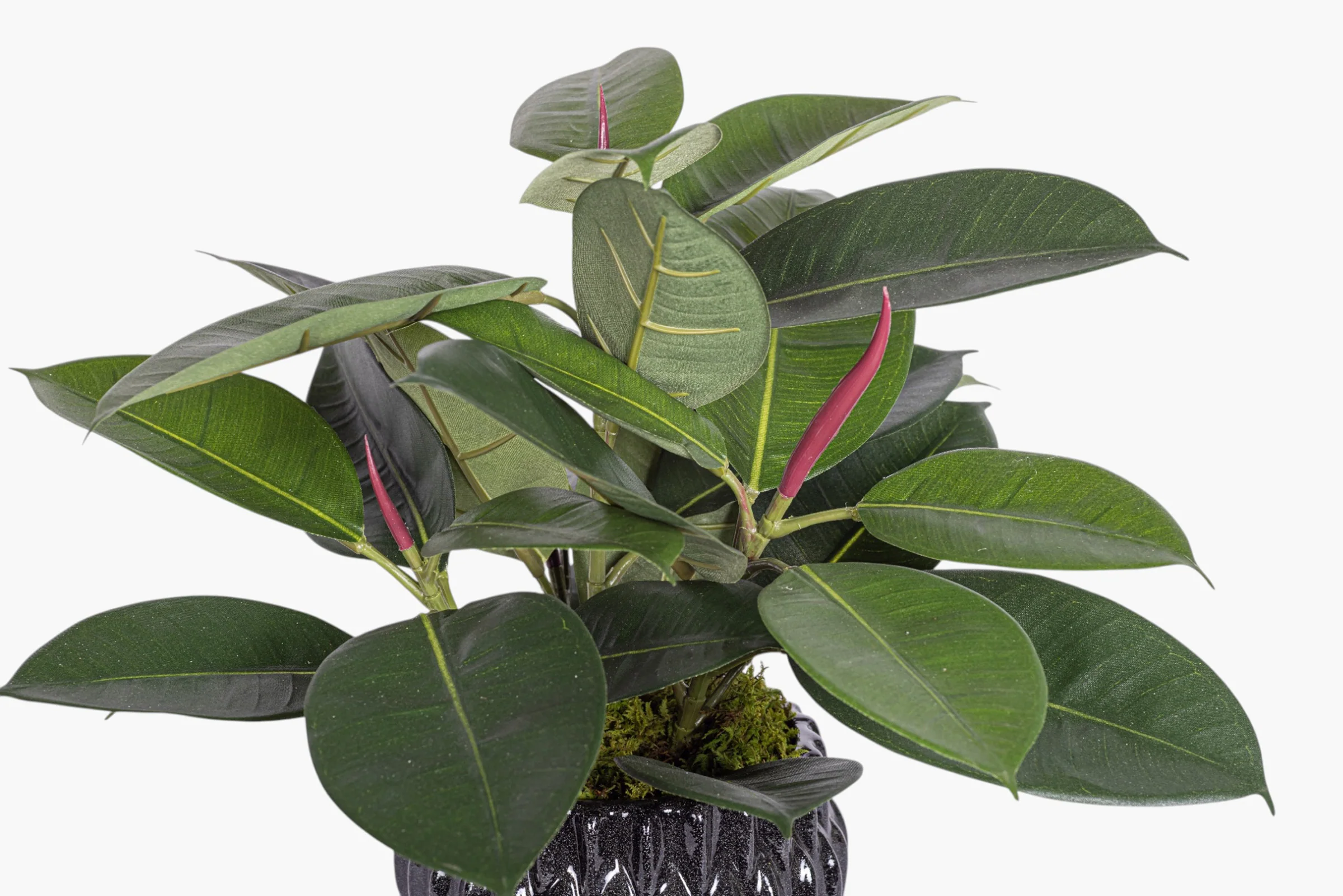 Beeker Pot with Rubber Plant Arrangement AR2015 - Image 3