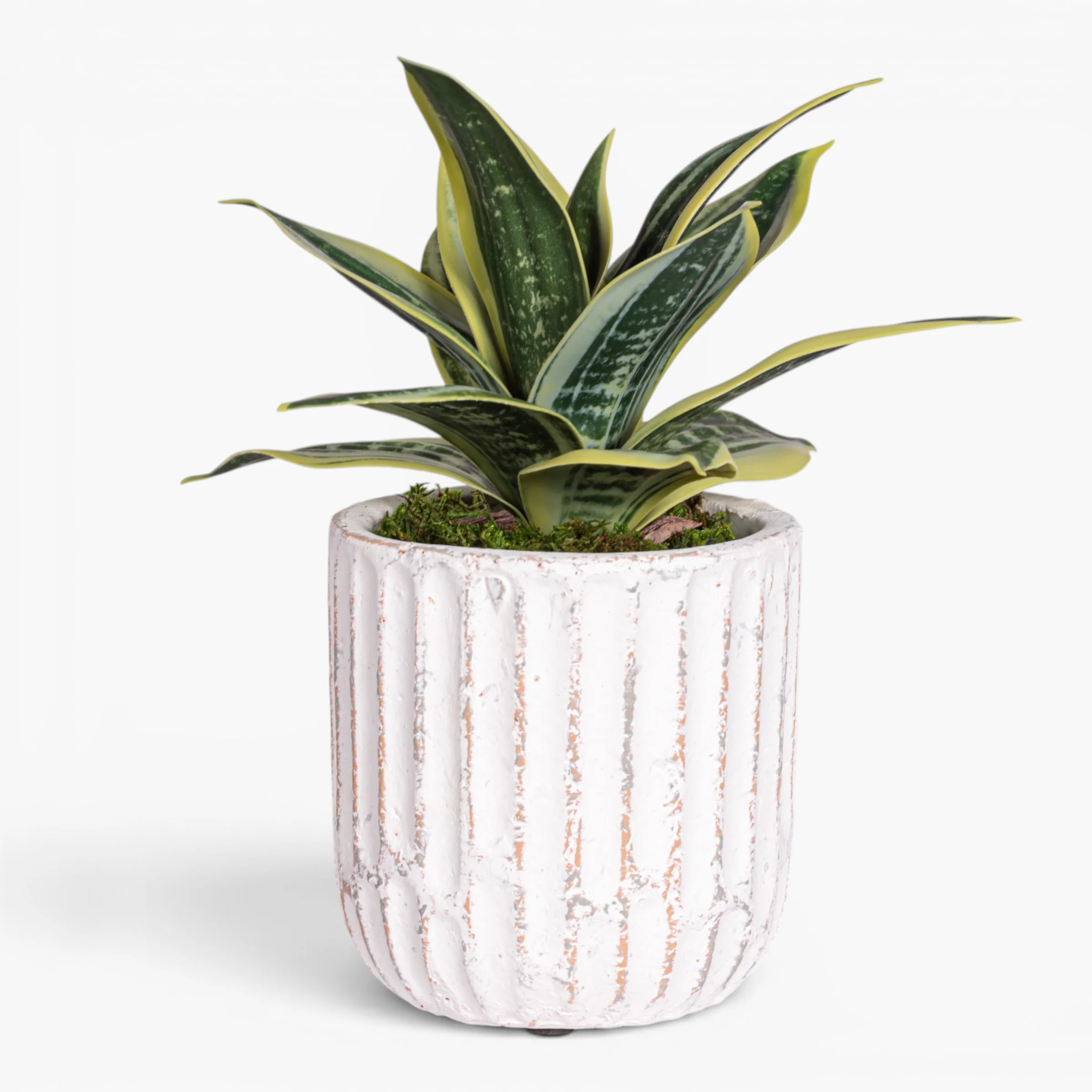 Margo Pot with Snake Flower Arrangement AR2019