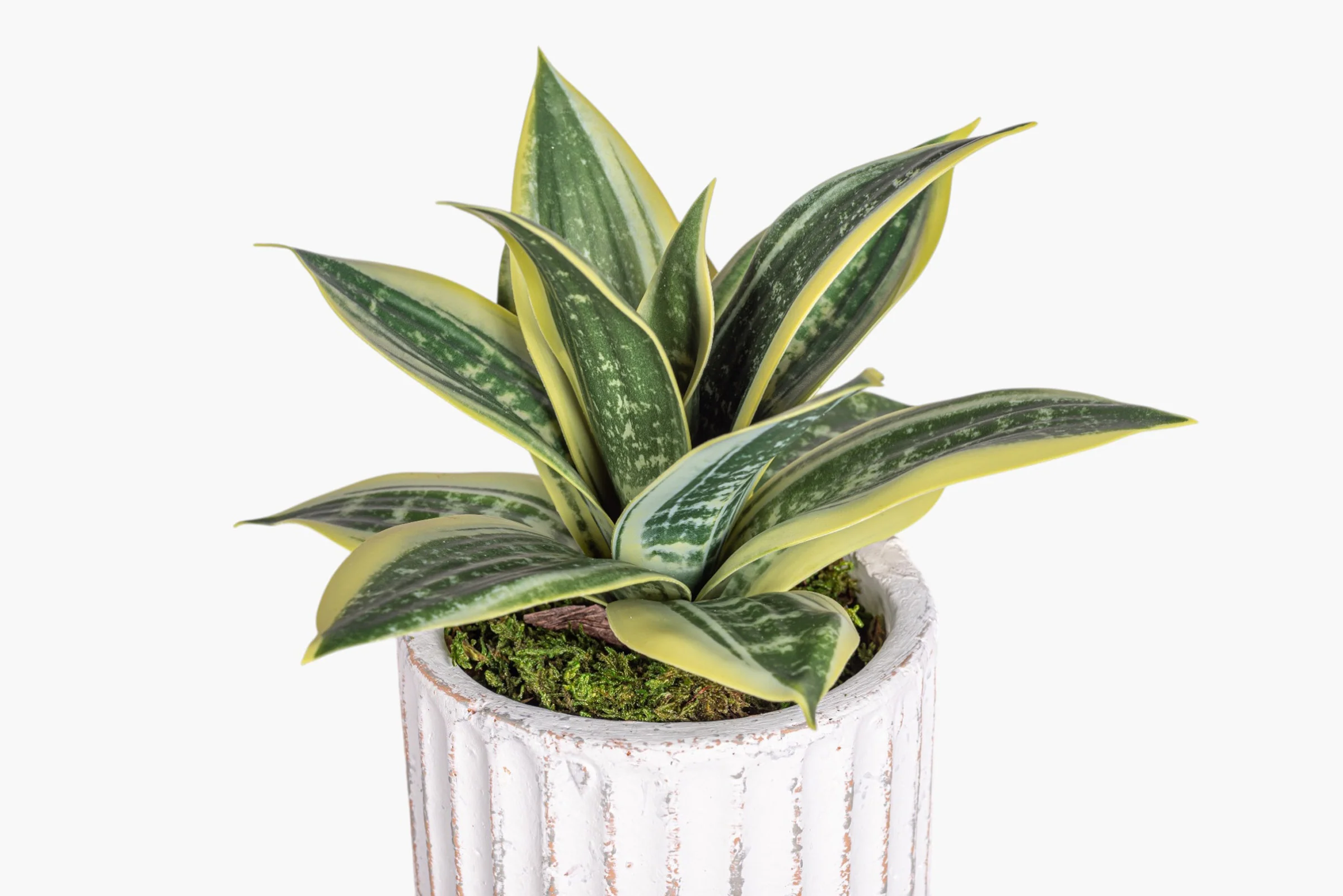 Margo Pot with Snake Flower Arrangement AR2019 - Image 2