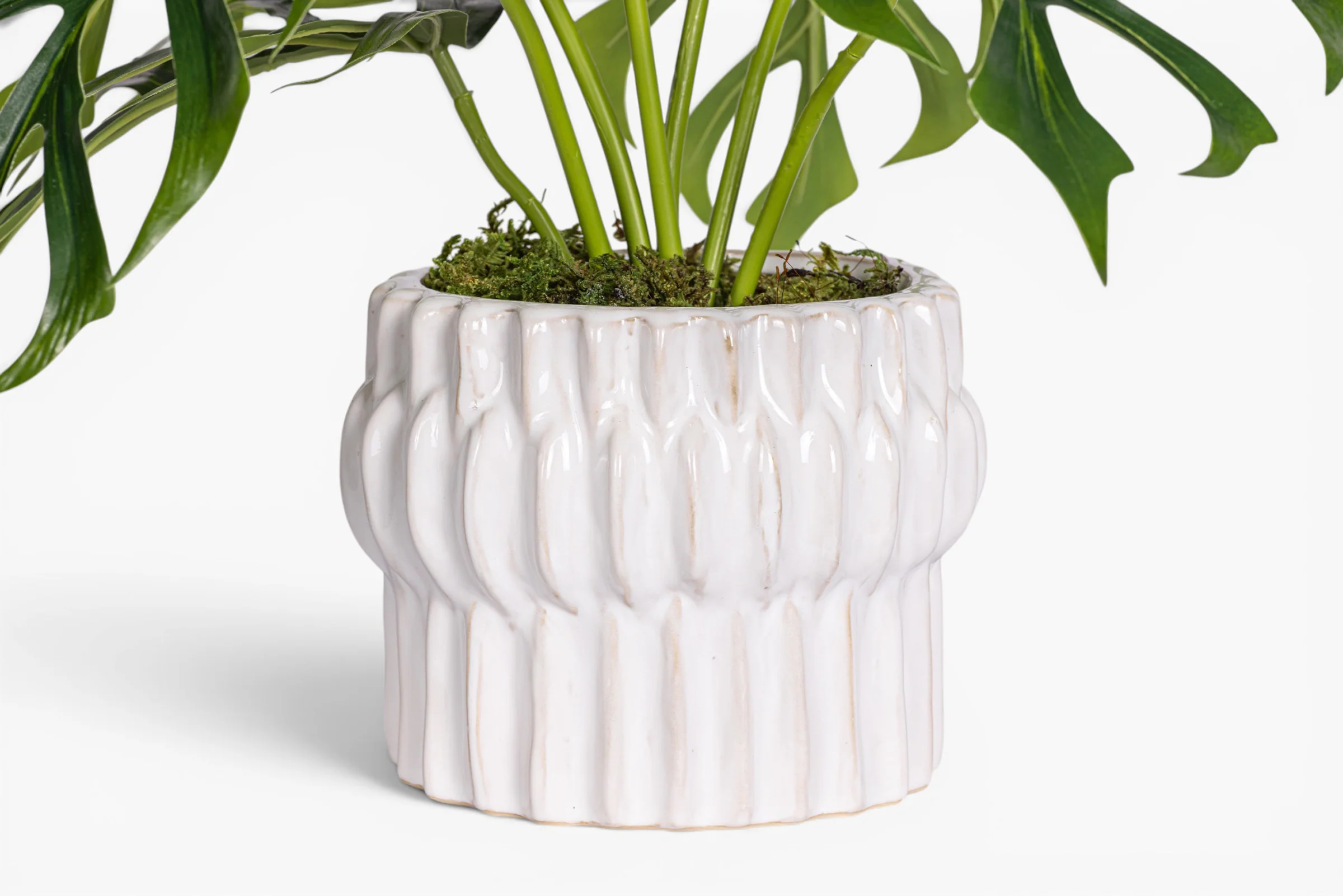 Beeker Pot with Monstera Arrangement AR2028 - Image 3