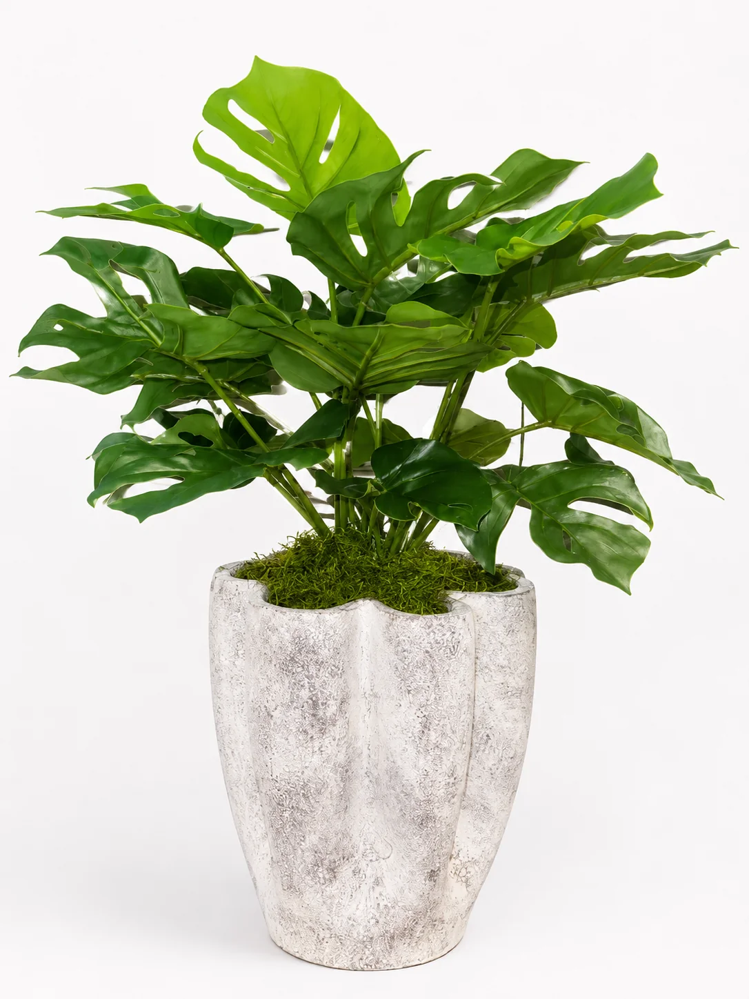 Clover Planter with Monstera Arrangement AR2050
