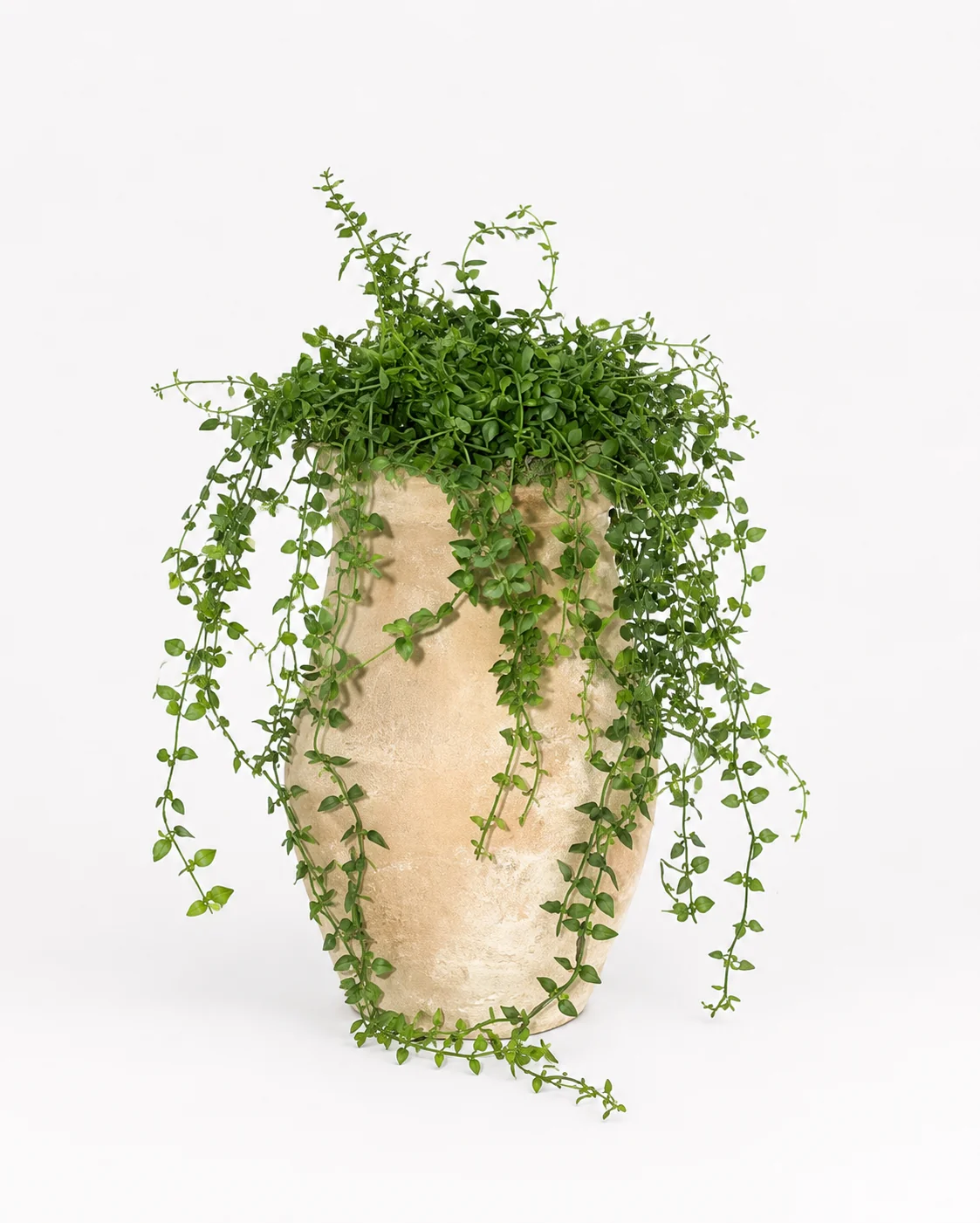 Rue Vase with Turtle Vine Arrangement AR2037