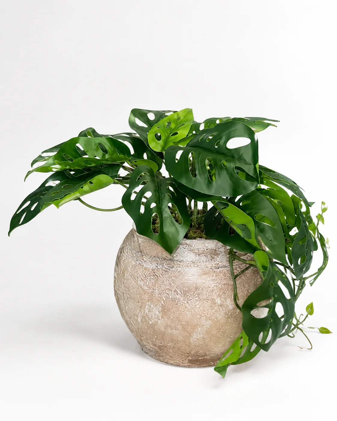 Nyx Pot with Monstera Arrangement AR2043