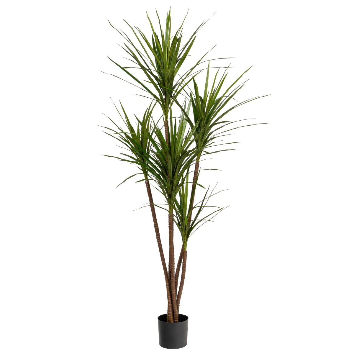 6' Dracaena Magenta Tree - UV Treated FP1285