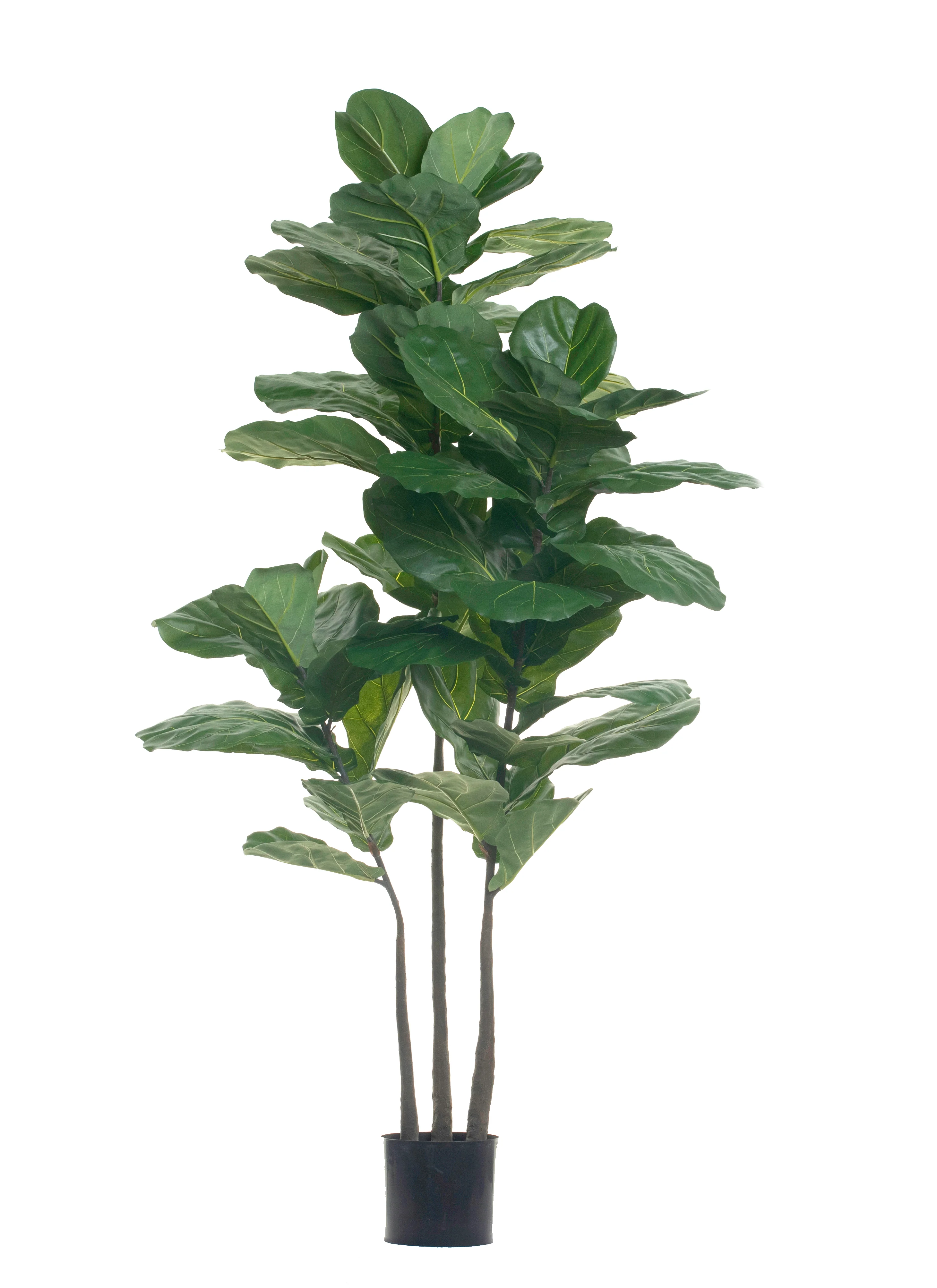 6' Fiddle Leaf Fig Tree - UV Treated FP1287