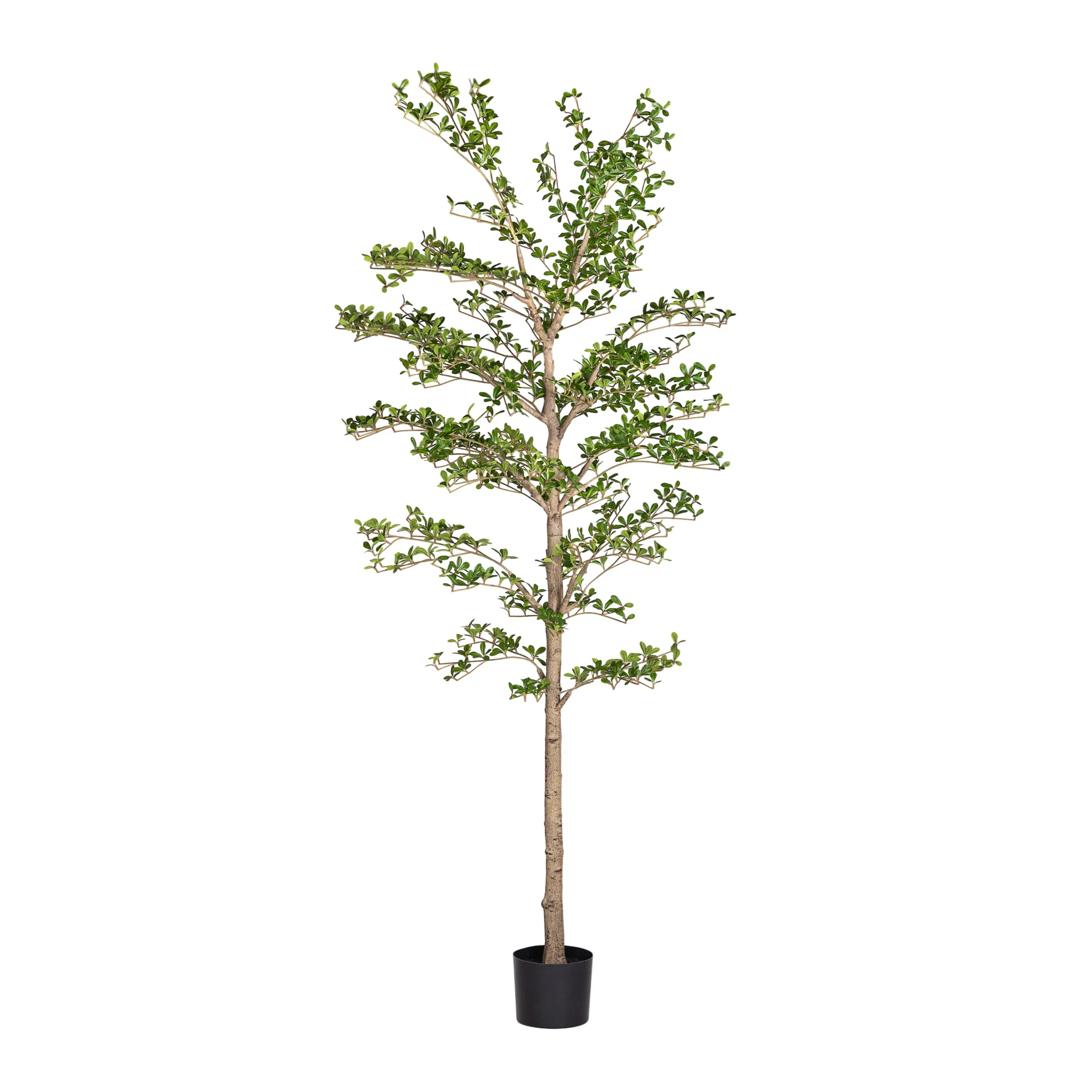 8' Shady Lady FP1463