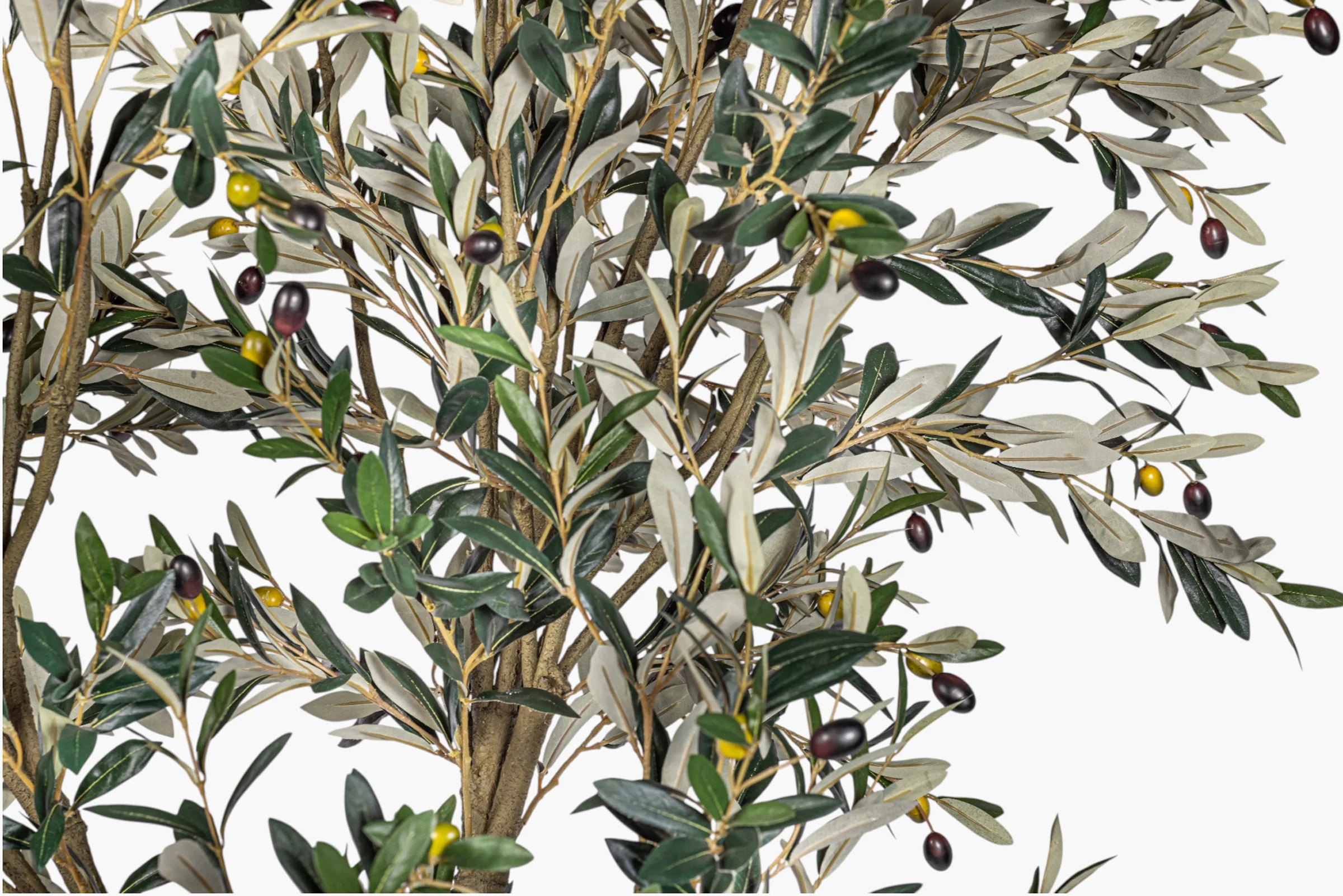 8' Olive Tree FP1515 - Image 3