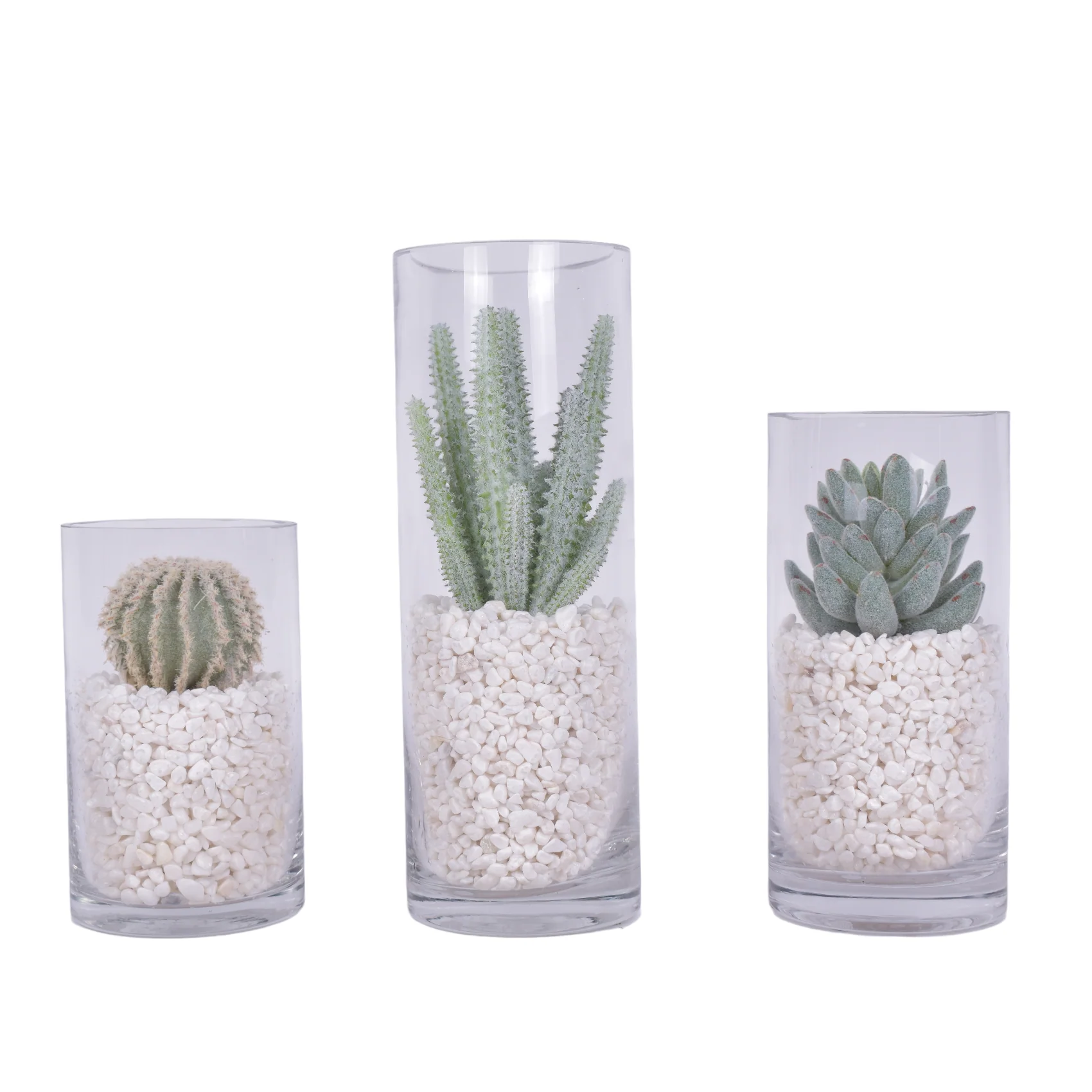 Glass Cylinders with Cactus and White Pebble Arrangements Set of 3 AR1606
