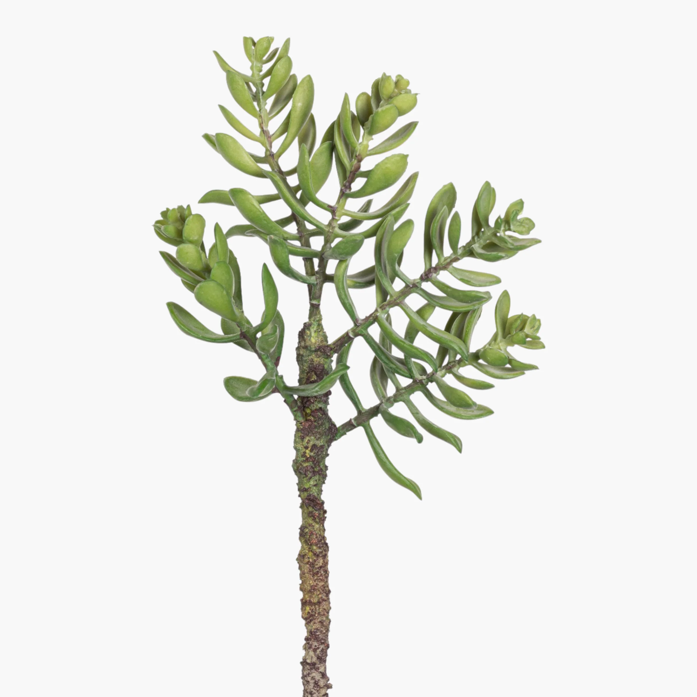 14” Multi-Head Succulent Stem     MH1038