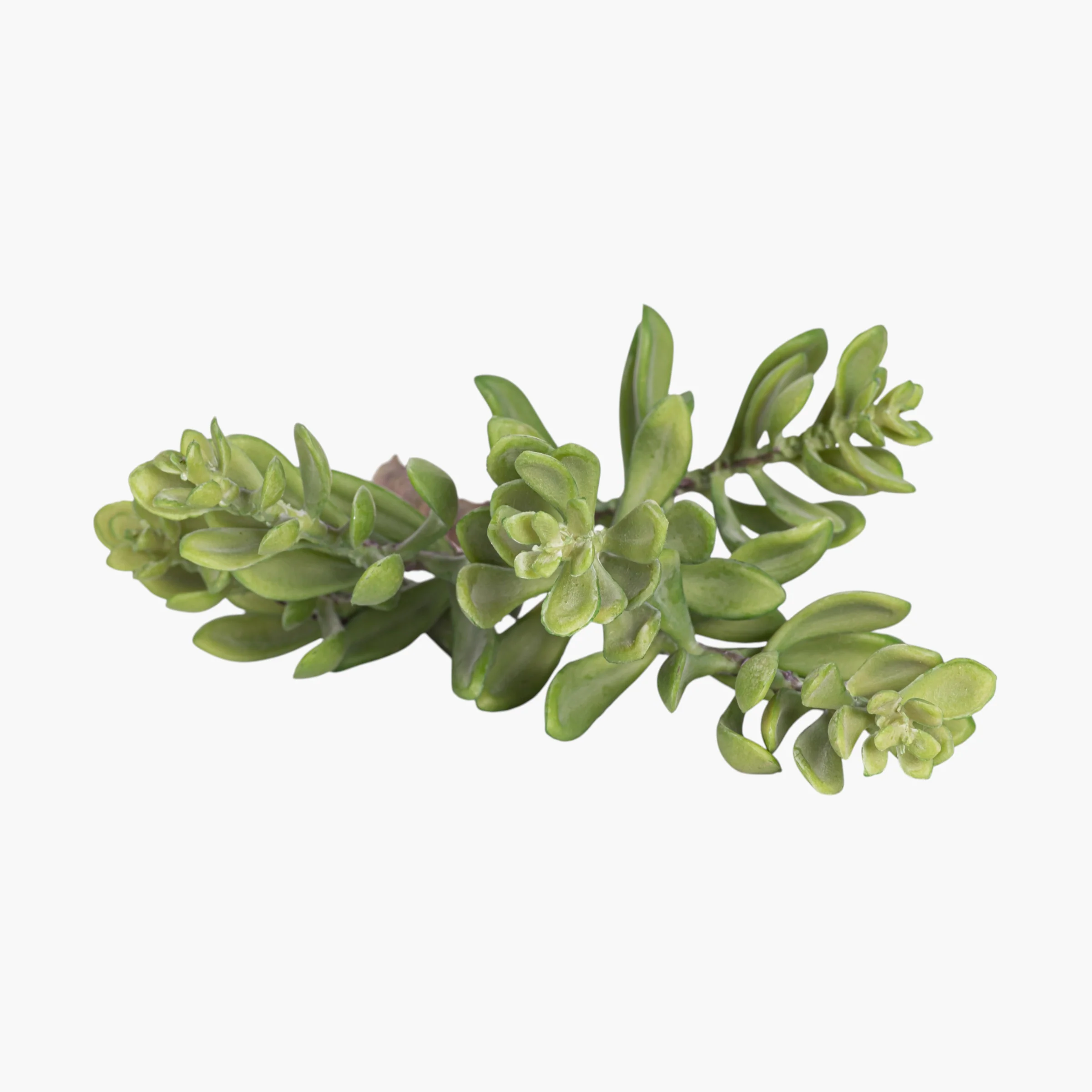 14” Multi-Head Succulent Stem     MH1038 - Image 2