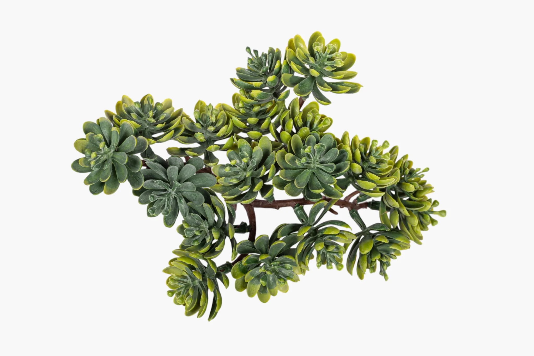 5" Multi-Head Succulent Stem MH1044 - Image 3