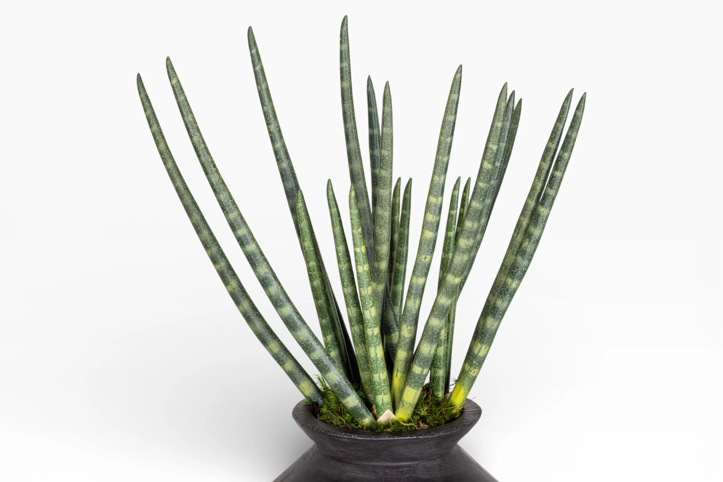 Stanley Vase with Snake Grass Arrangement AR1515 - Image 2