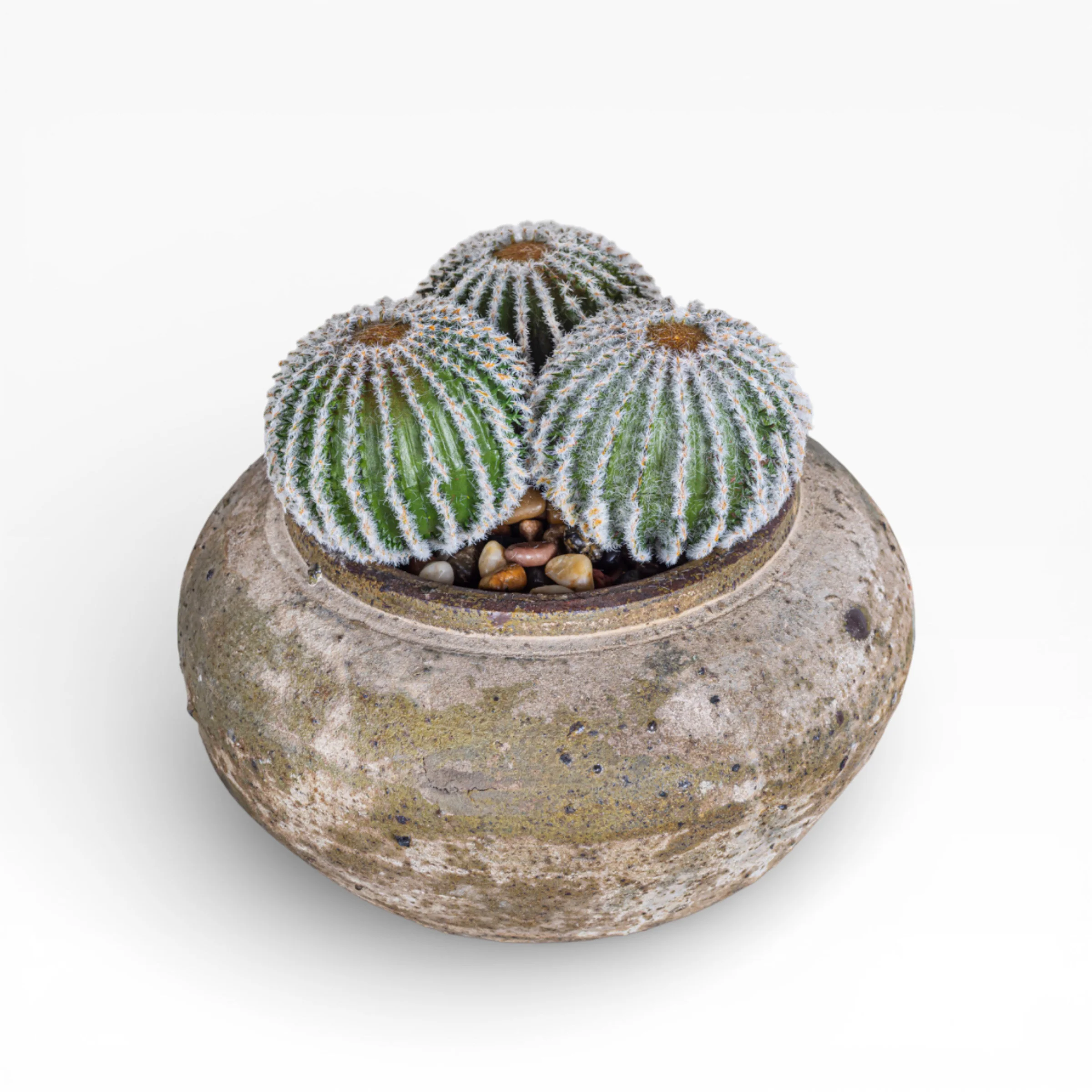 8" Esther Pot with Cactus Arrangement AR1405 - Image 3