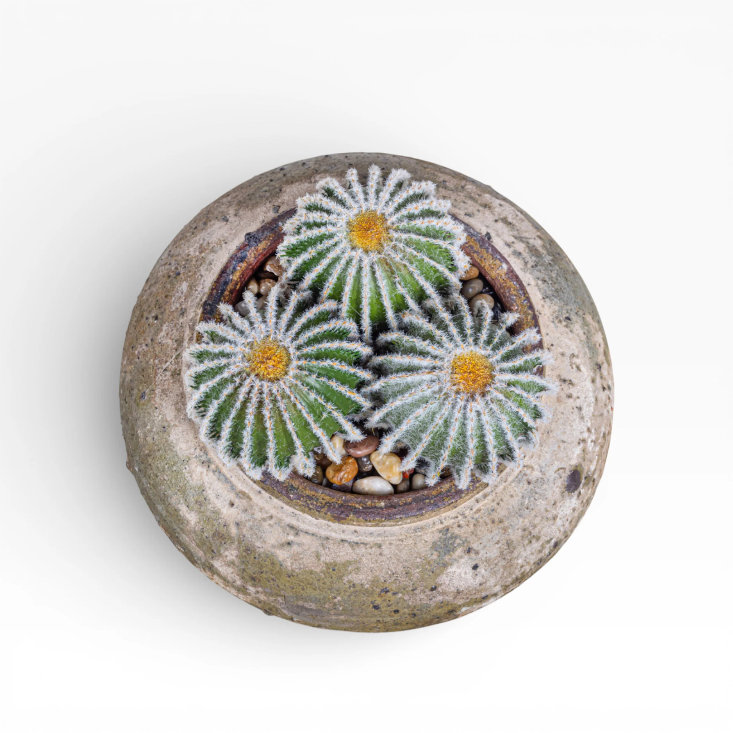 8" Esther Pot with Cactus Arrangement AR1405 - Image 4