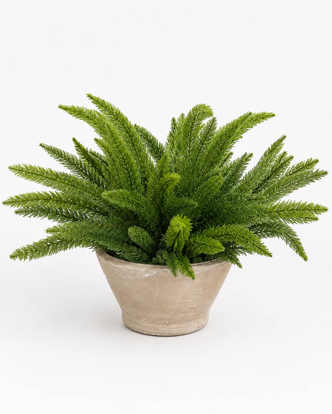 Oaxaca Bowl with Asparagus Fern Arrangement AR2046