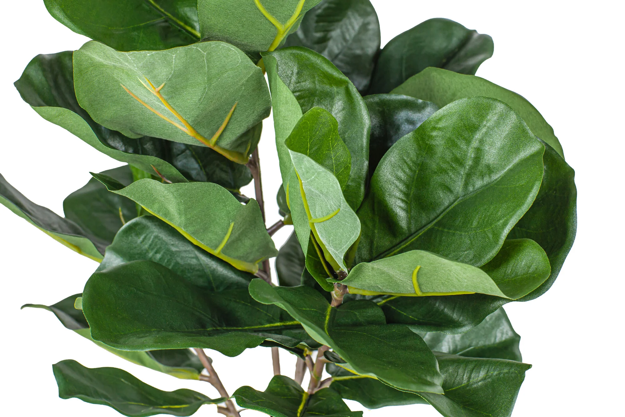 20" Potted Fiddle Leaf Fig Tree PP1028 - Image 2
