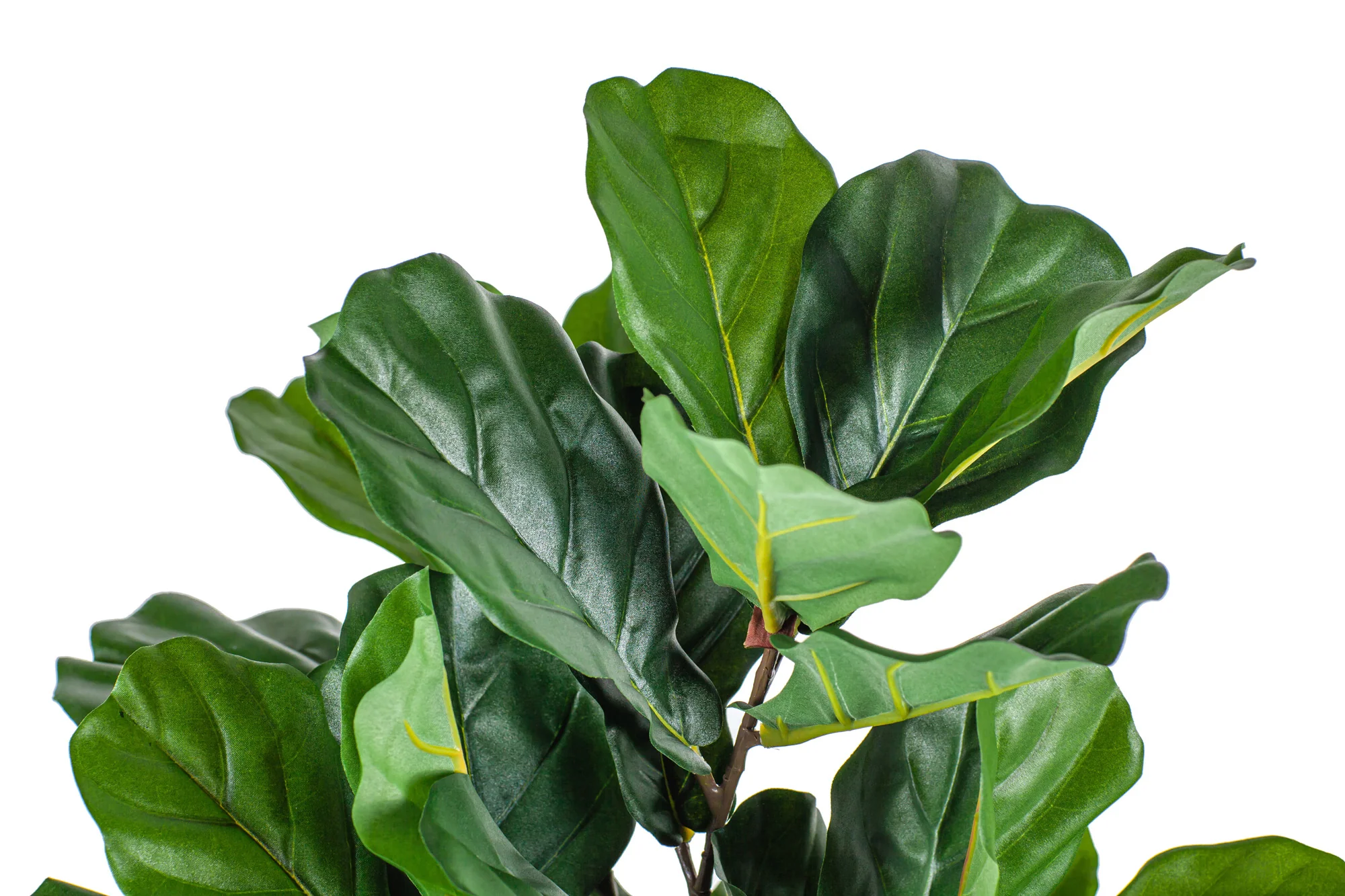 26" Potted Fiddle Leaf Fig Tree PP1029 - Image 4