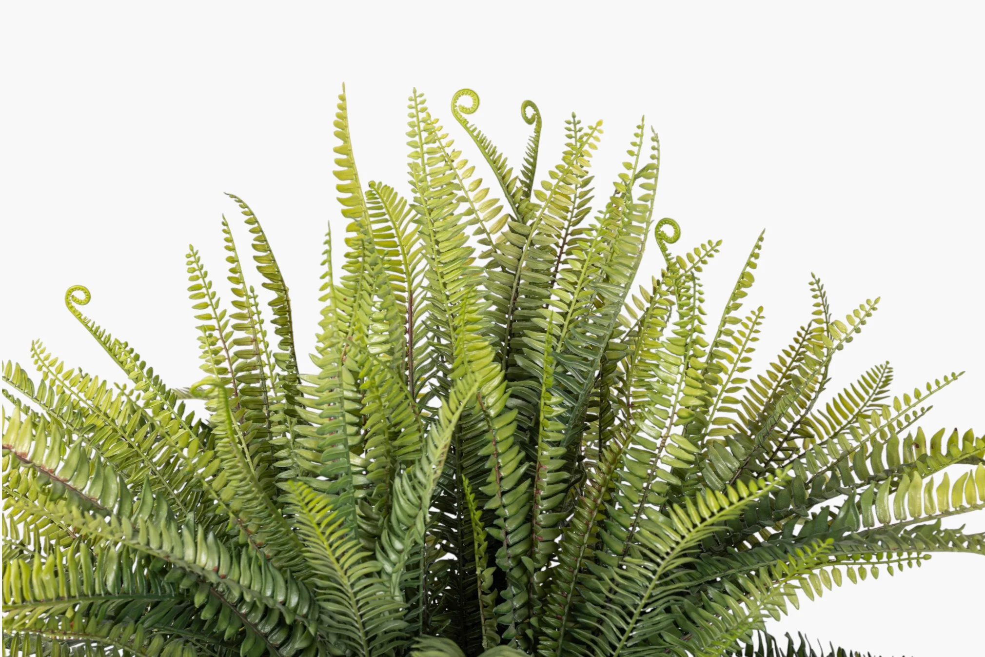 2' Fern Plant PP1078 - Image 2