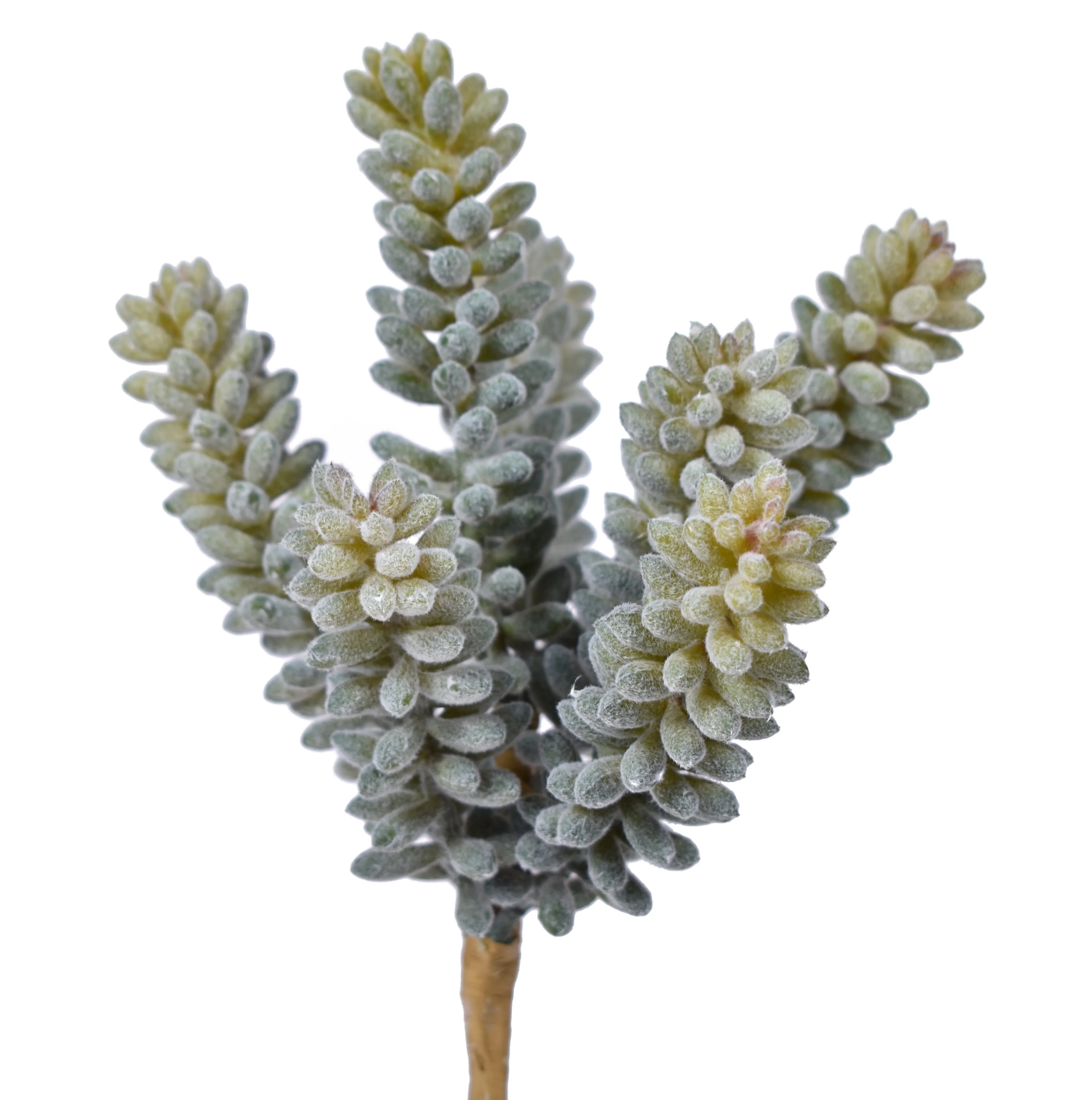 8" Fuzzy Sedum Pick - UV Treated SE1029UV